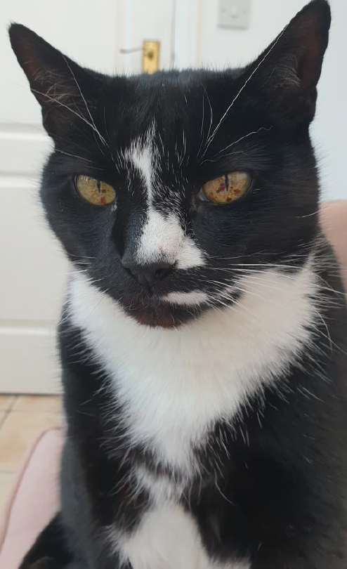 Cats Protection’s Cat Guardians: Securing Loving Homes for Cats of All Ages After Owner Loss