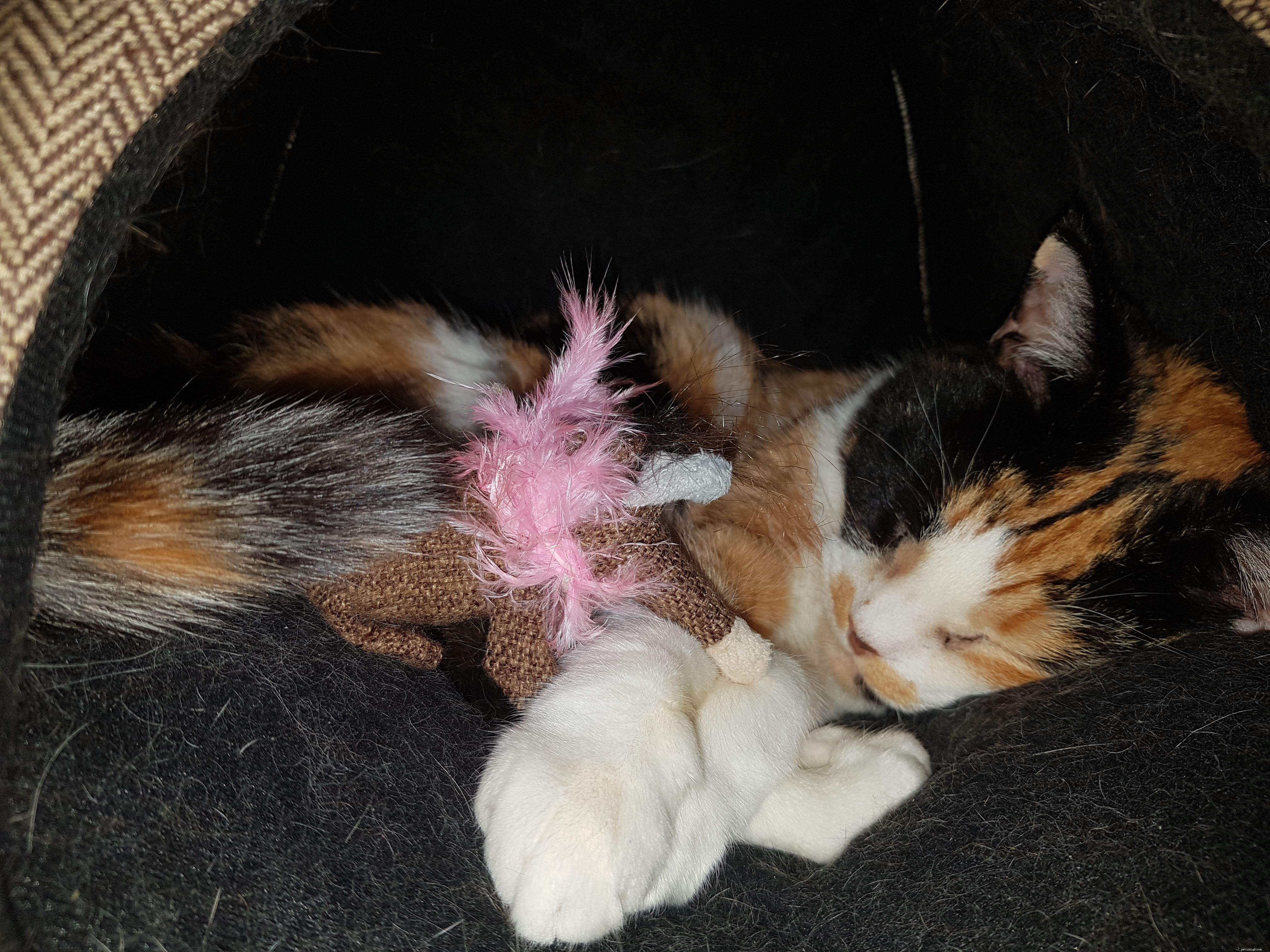 Cats Protection’s Cat Guardians: Securing Loving Homes for Cats of All Ages After Owner Loss