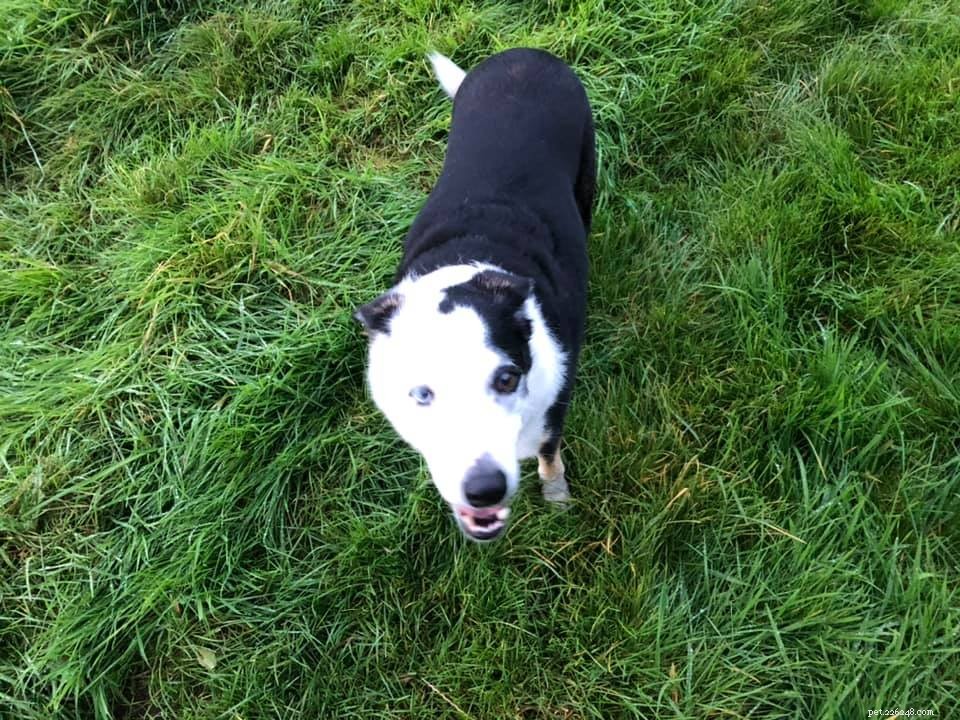 Canine Champions Join Cats Protection’s Nine Mile Challenge to Fund Unwanted Cat Rescue