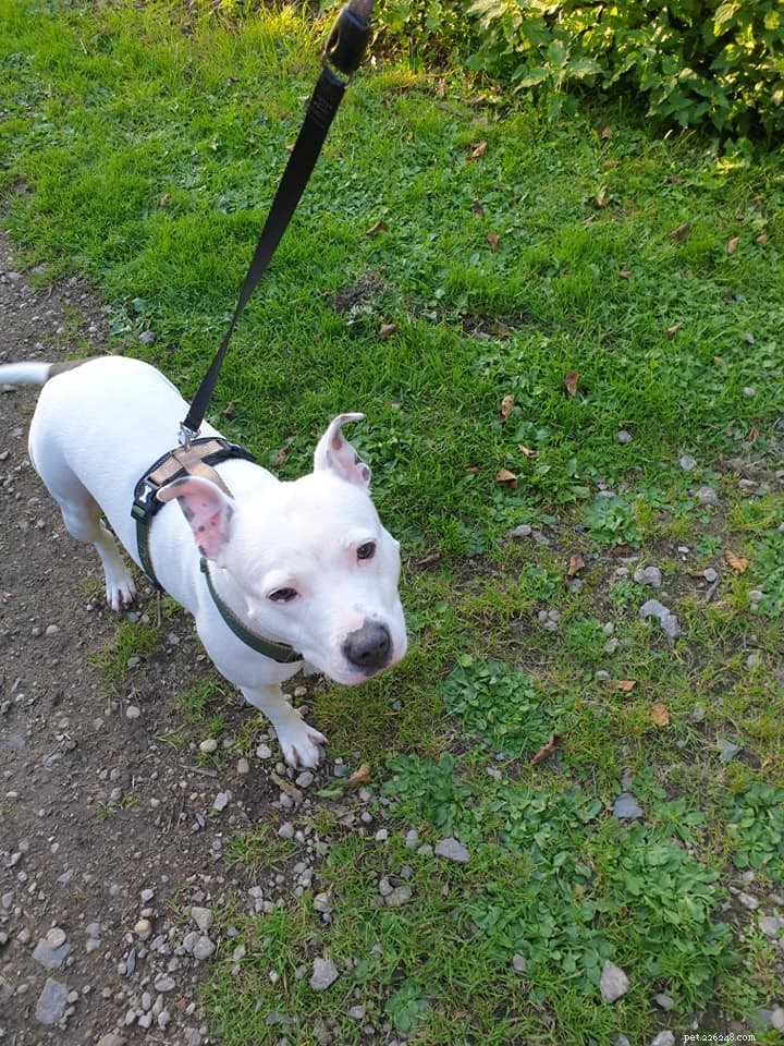 Canine Champions Join Cats Protection’s Nine Mile Challenge to Fund Unwanted Cat Rescue