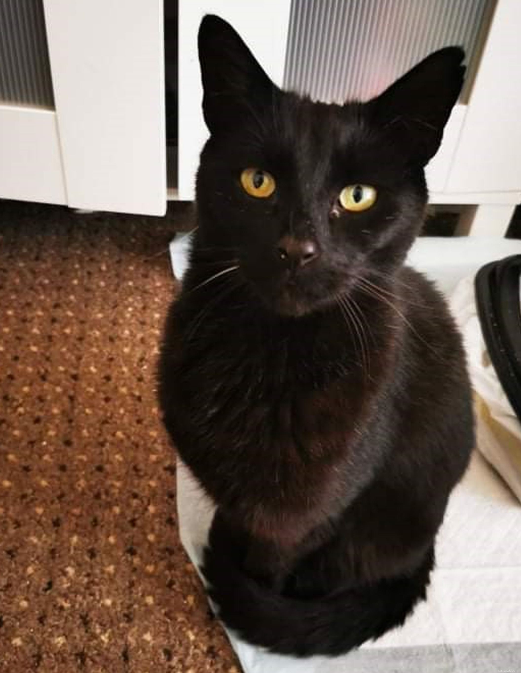 Rescued: Intrepid Cat Sam Returns Home After Remarkable River Mersey Journey