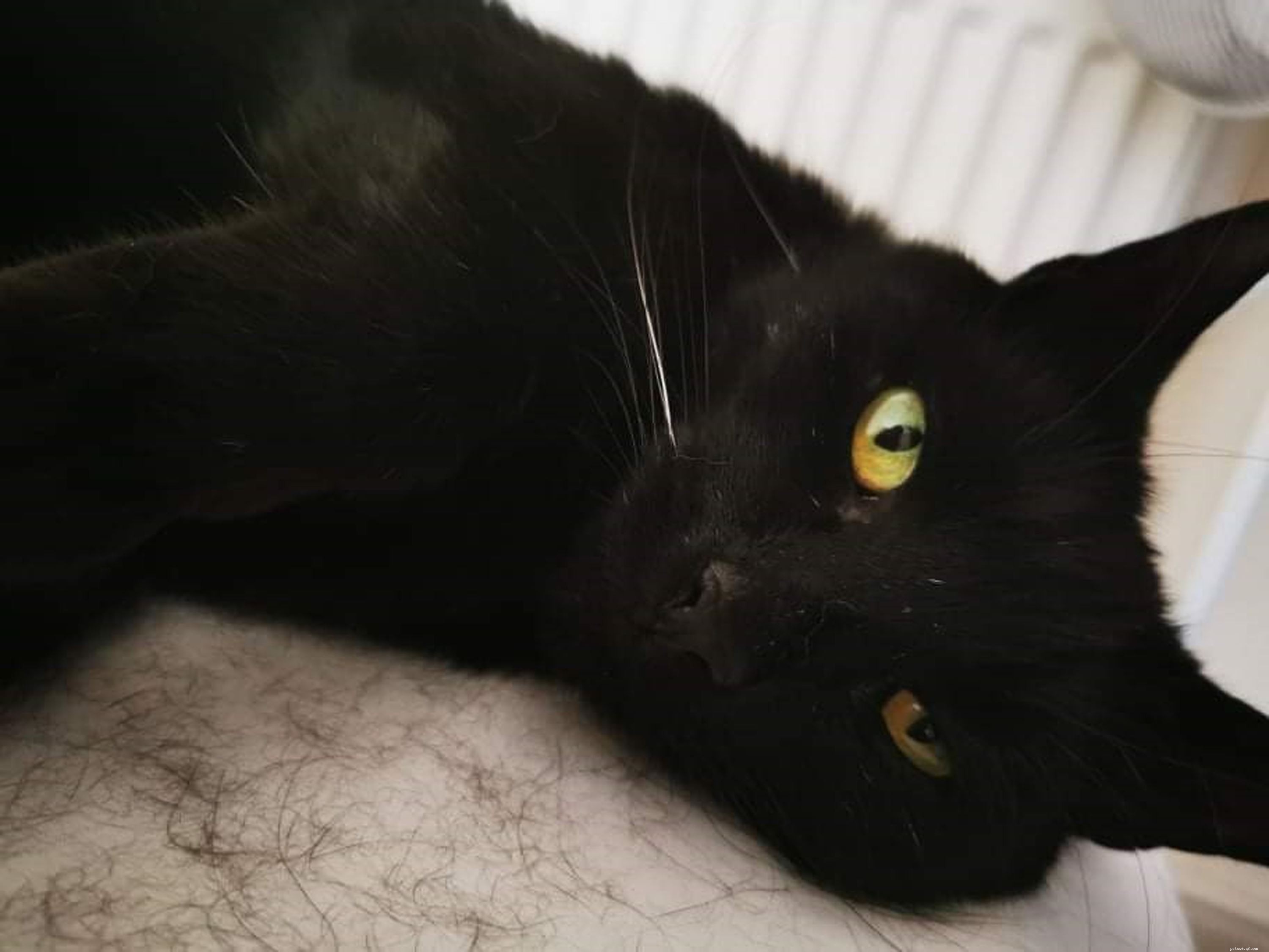 Rescued: Intrepid Cat Sam Returns Home After Remarkable River Mersey Journey