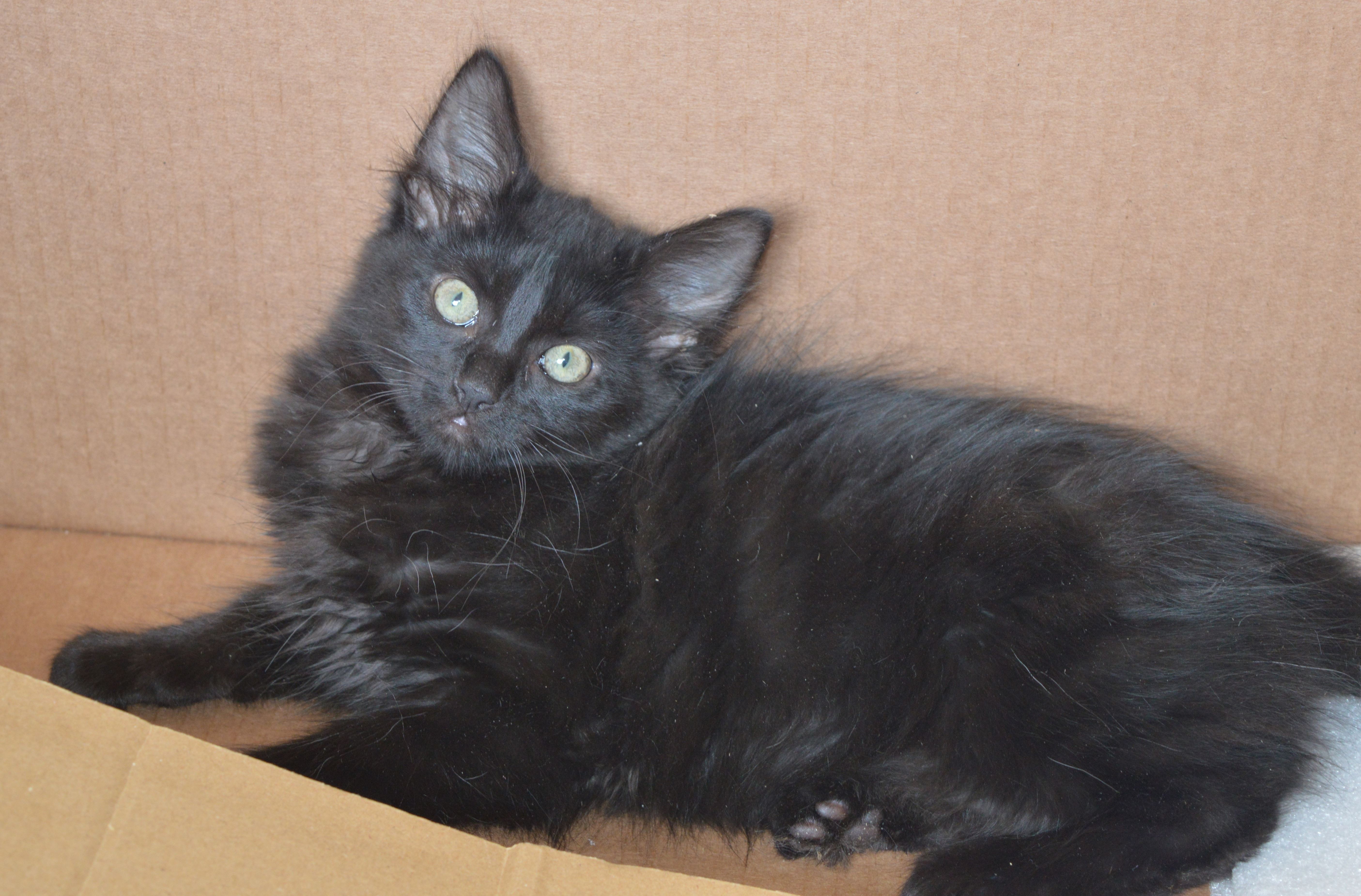 Rescued Kittens Halloumi and Brie Overcome Neurological Disorder with Care from Cats Protection East Northumberland