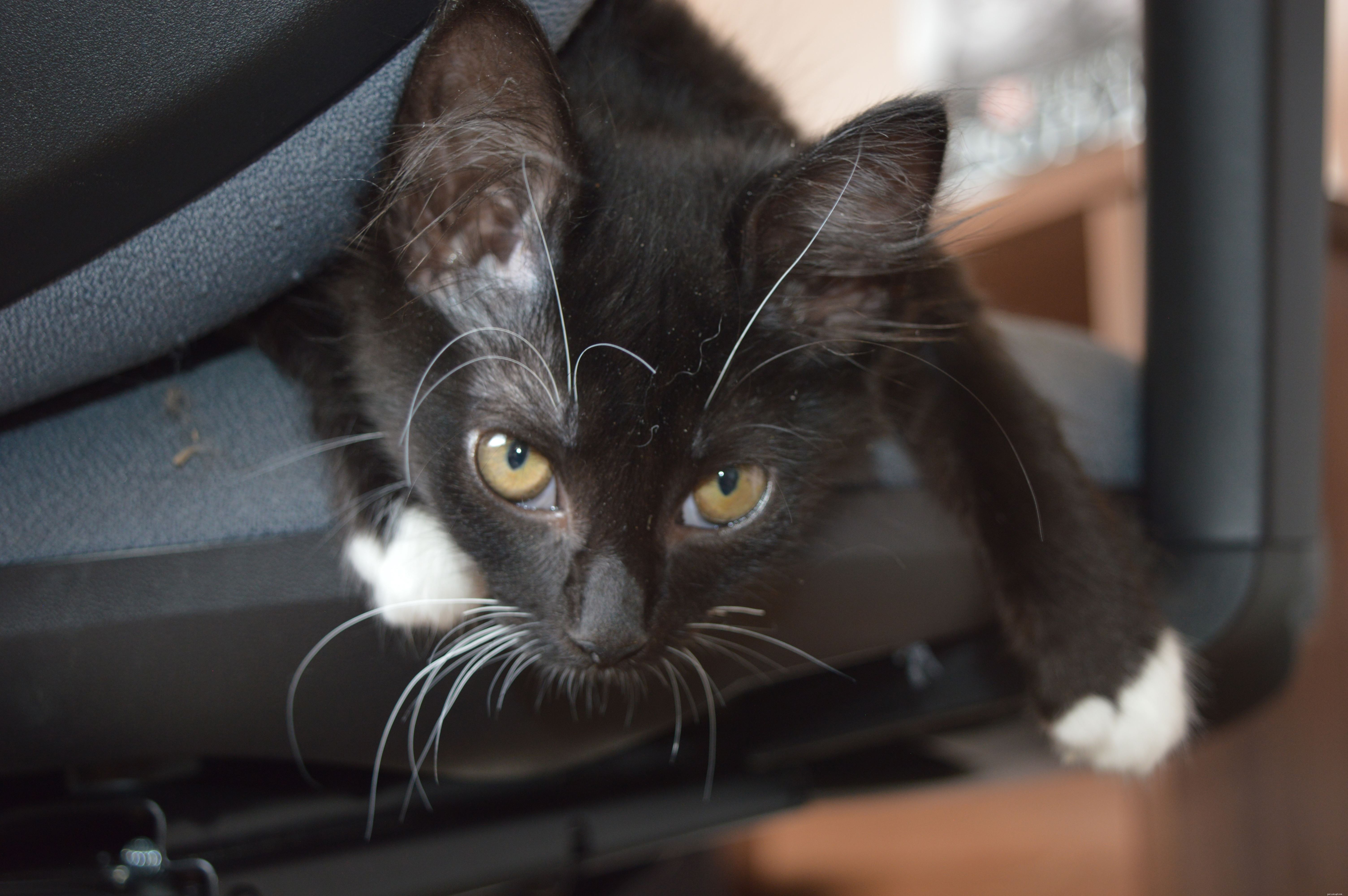 Rescued Kittens Halloumi and Brie Overcome Neurological Disorder with Care from Cats Protection East Northumberland