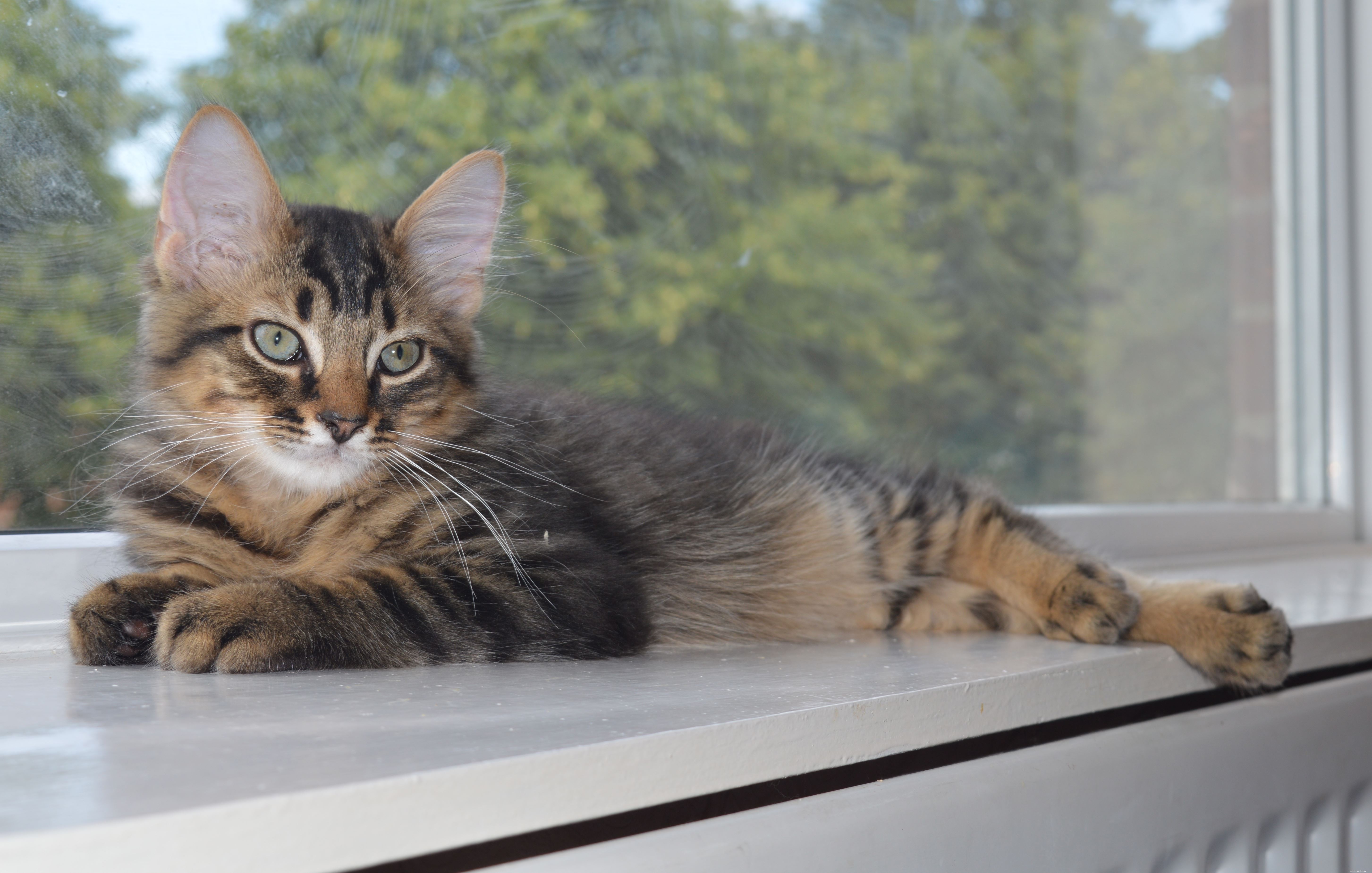 Rescued Kittens Halloumi and Brie Overcome Neurological Disorder with Care from Cats Protection East Northumberland