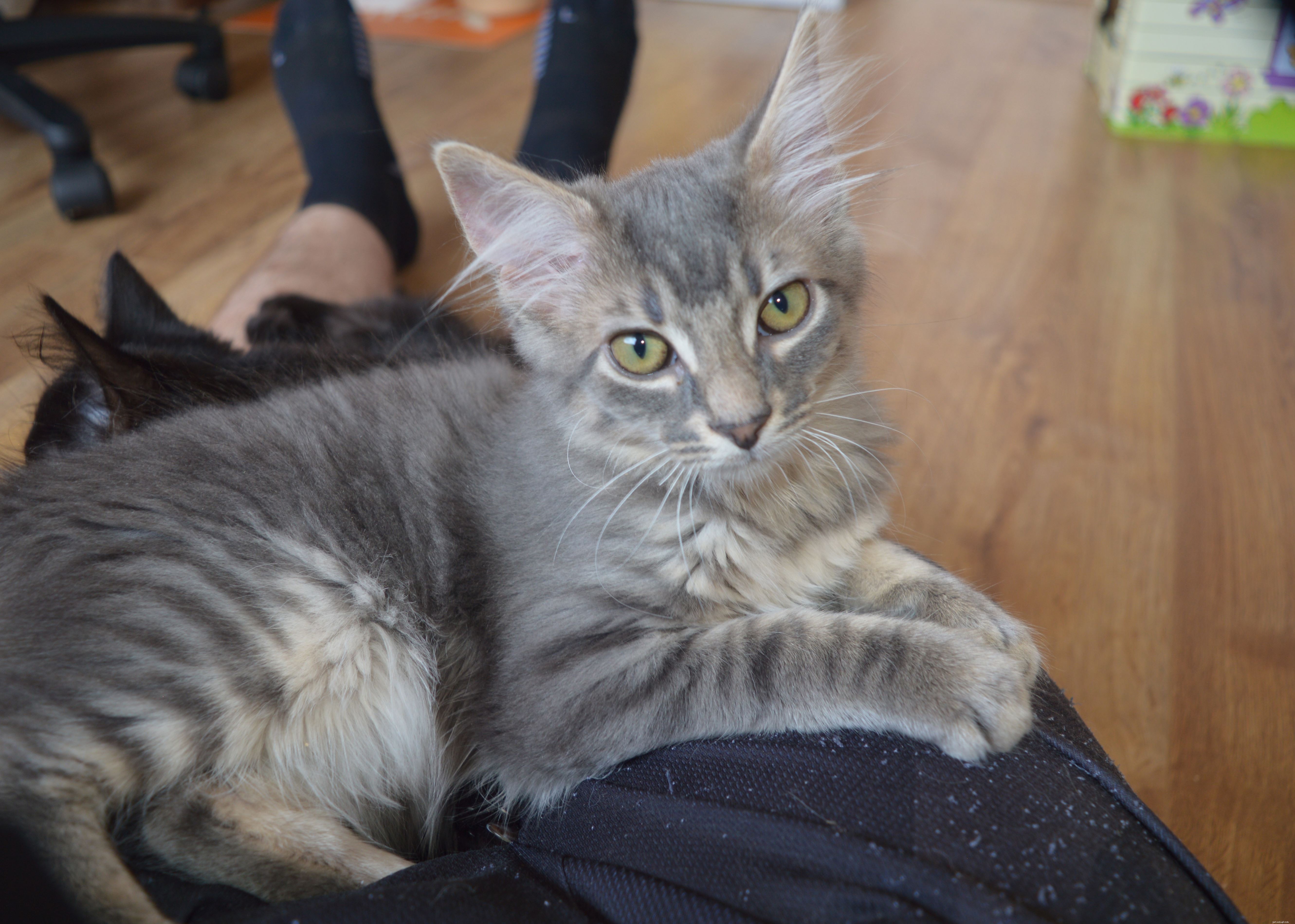 Rescued Kittens Halloumi and Brie Overcome Neurological Disorder with Care from Cats Protection East Northumberland