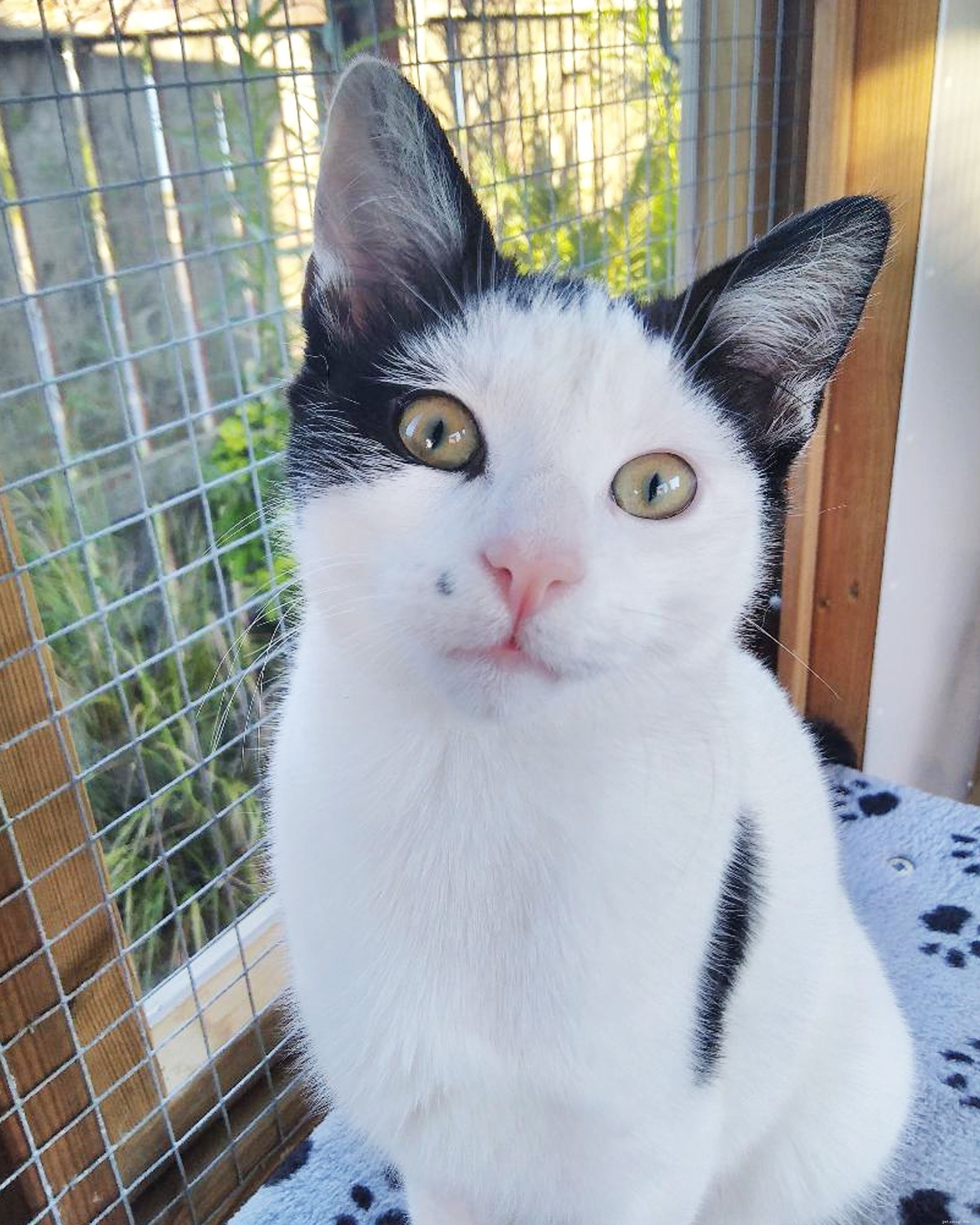 Stray Kitten Safely Rescued and Adopted at Sunderland Bus Station