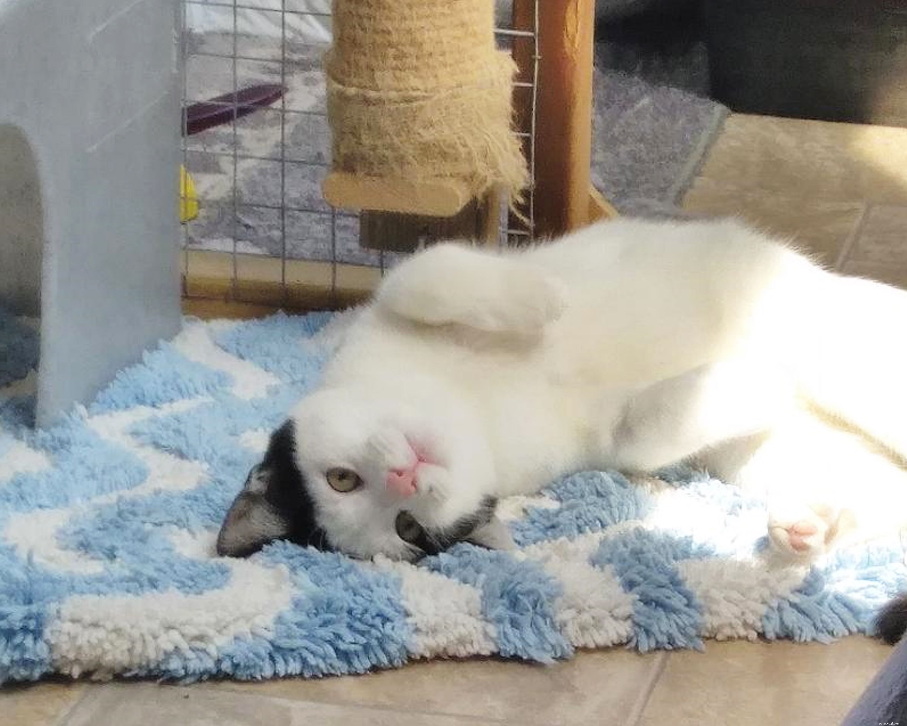 Stray Kitten Safely Rescued and Adopted at Sunderland Bus Station