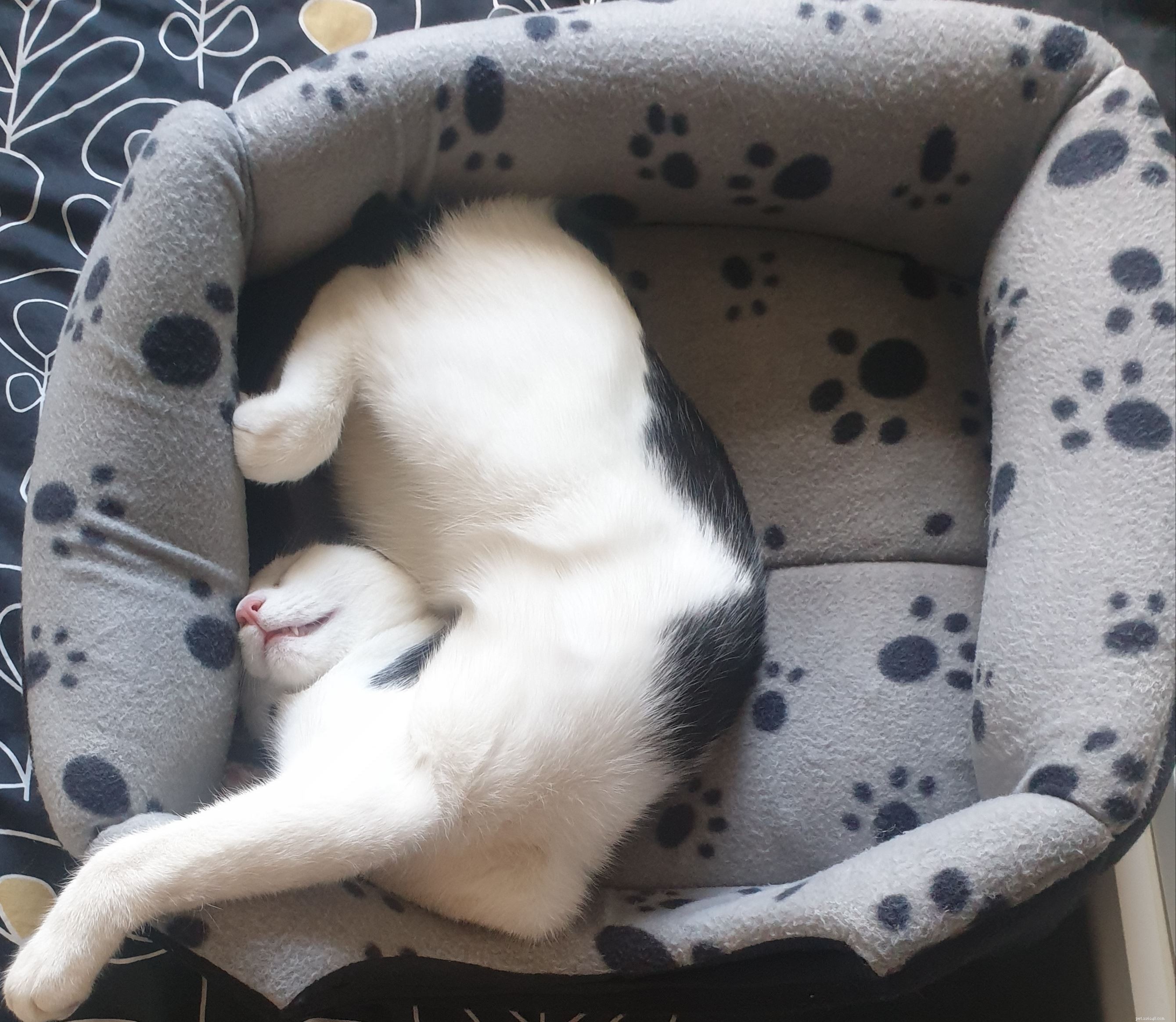 Stray Kitten Safely Rescued and Adopted at Sunderland Bus Station