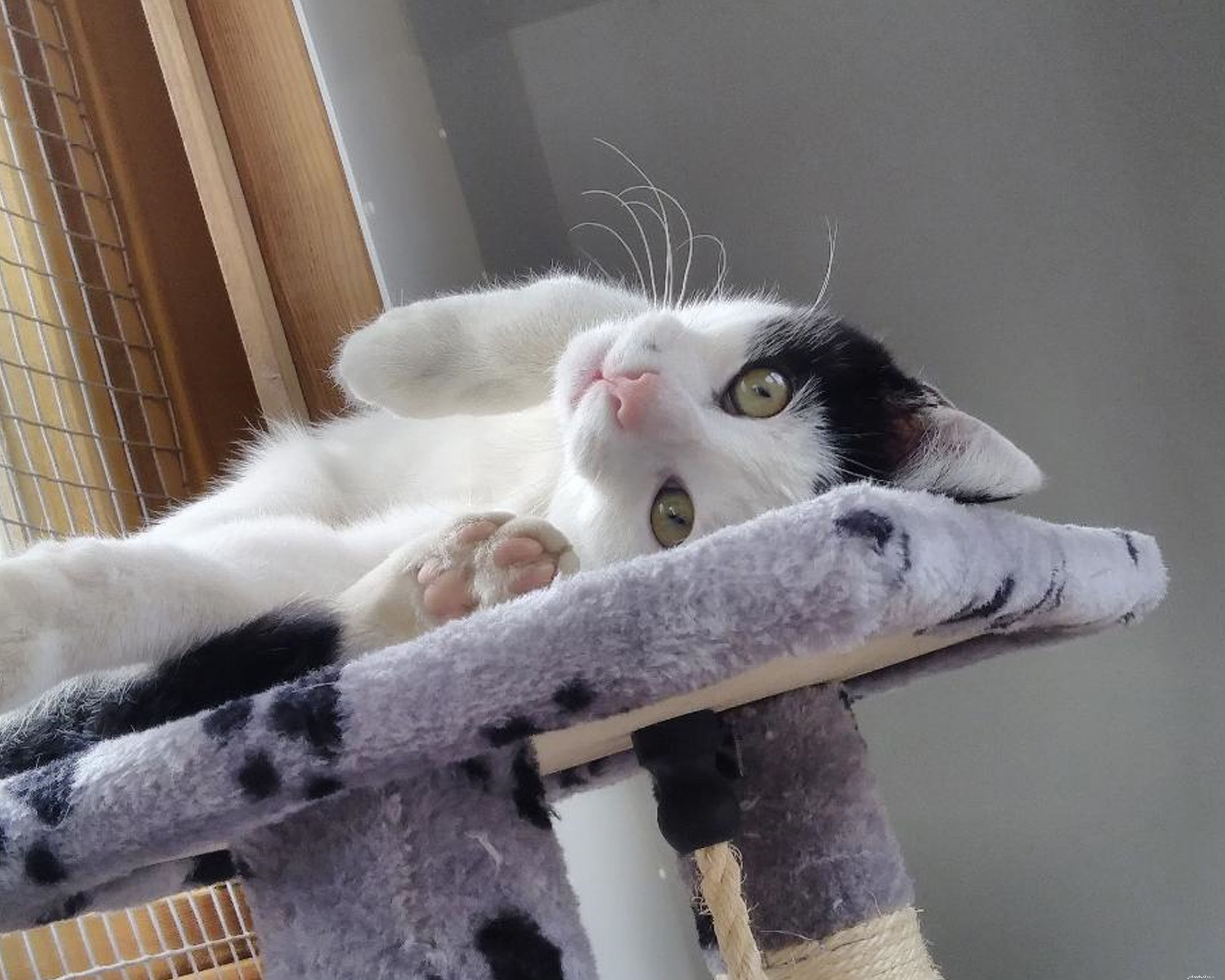 Stray Kitten Safely Rescued and Adopted at Sunderland Bus Station