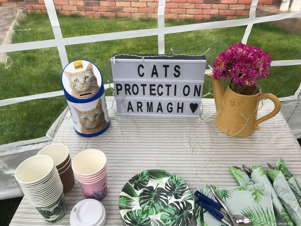 Our Pawsome Afternoon Tea Returns this August – Cat Lovers Host Tea Parties, Coffee Mornings & Bake Sales to Fund Cats in Need