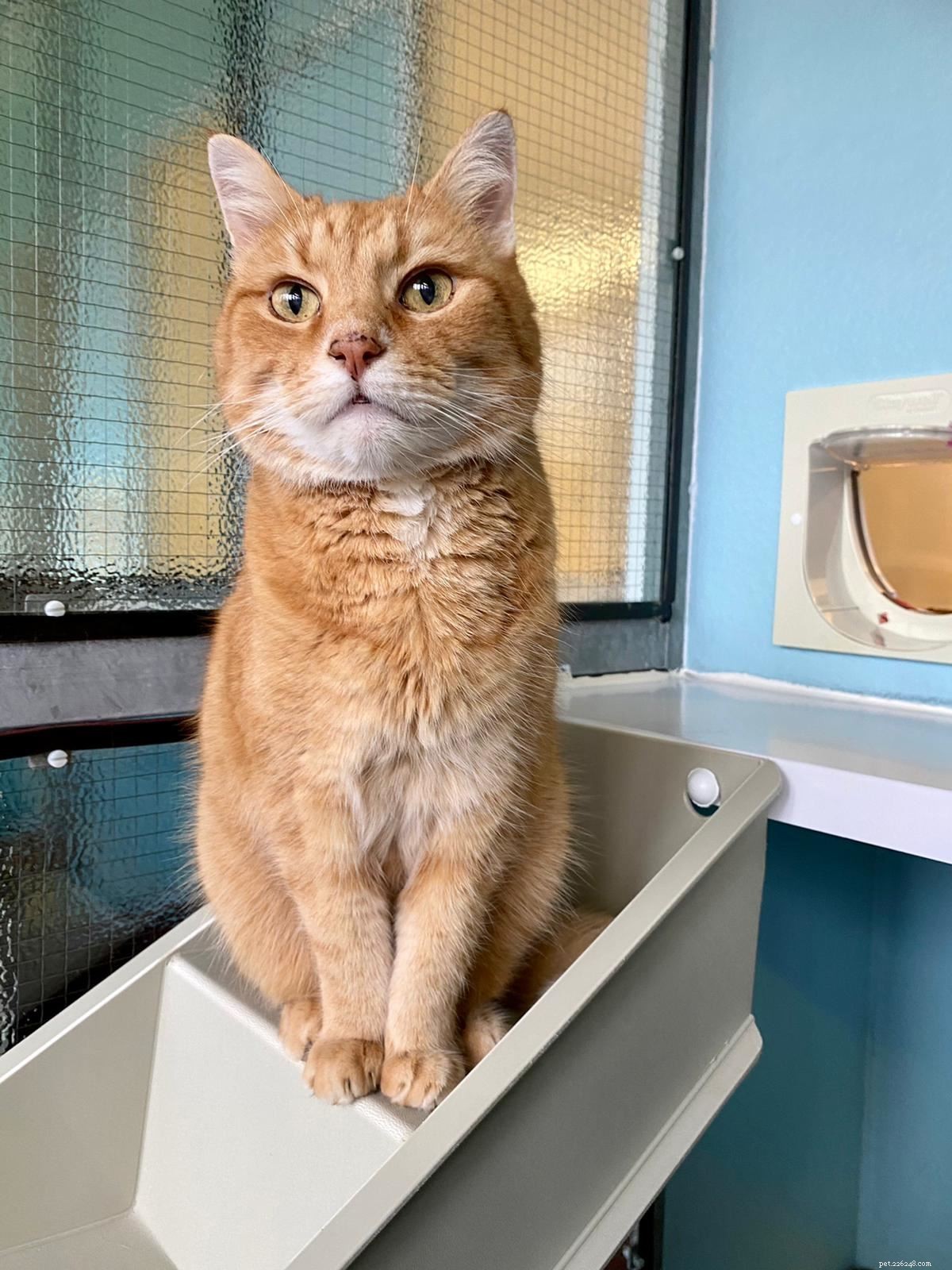 Odin, the 19‑Year‑Old Cat, Finds a Loving Home After a Local Press Story
