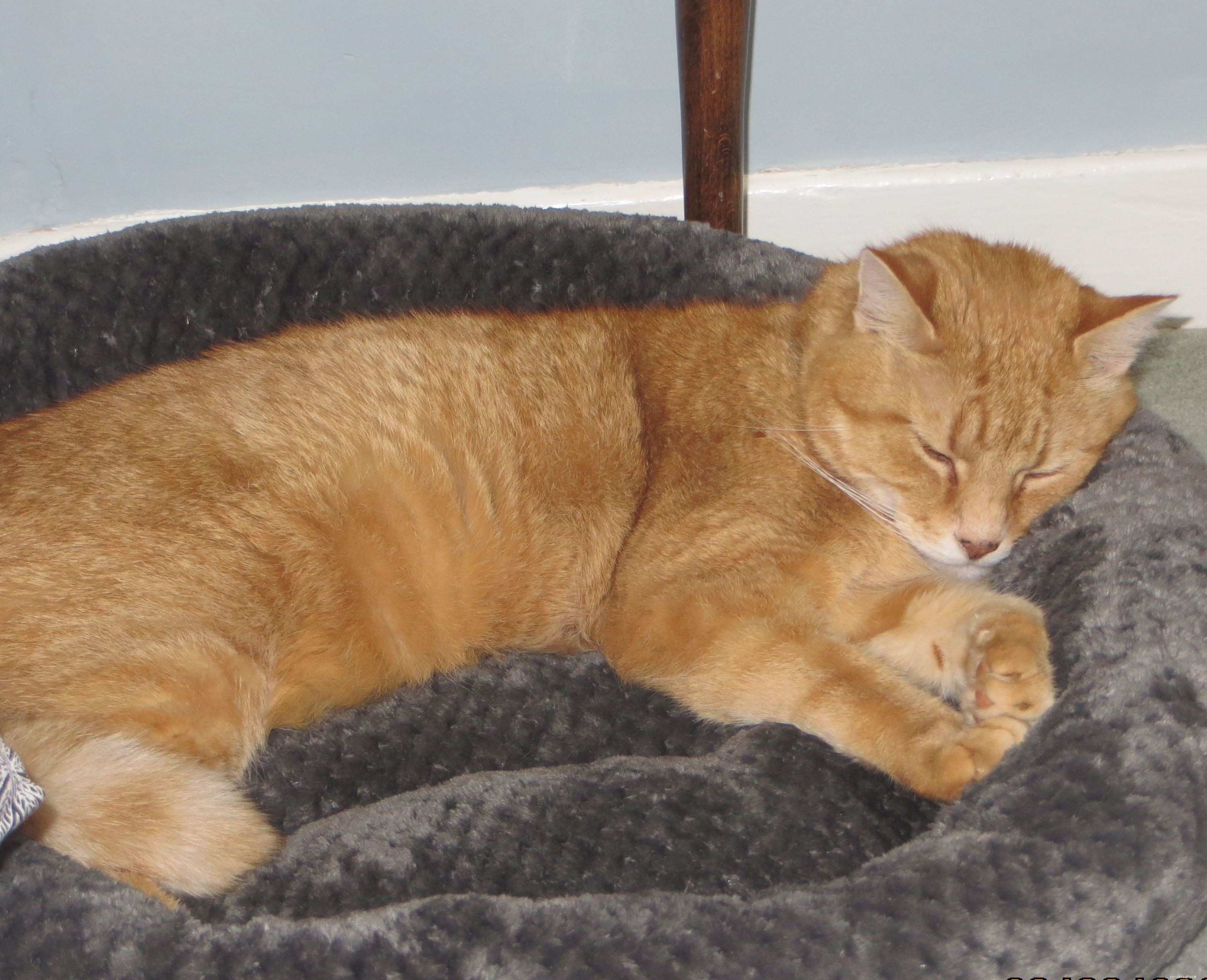 Odin, the 19‑Year‑Old Cat, Finds a Loving Home After a Local Press Story