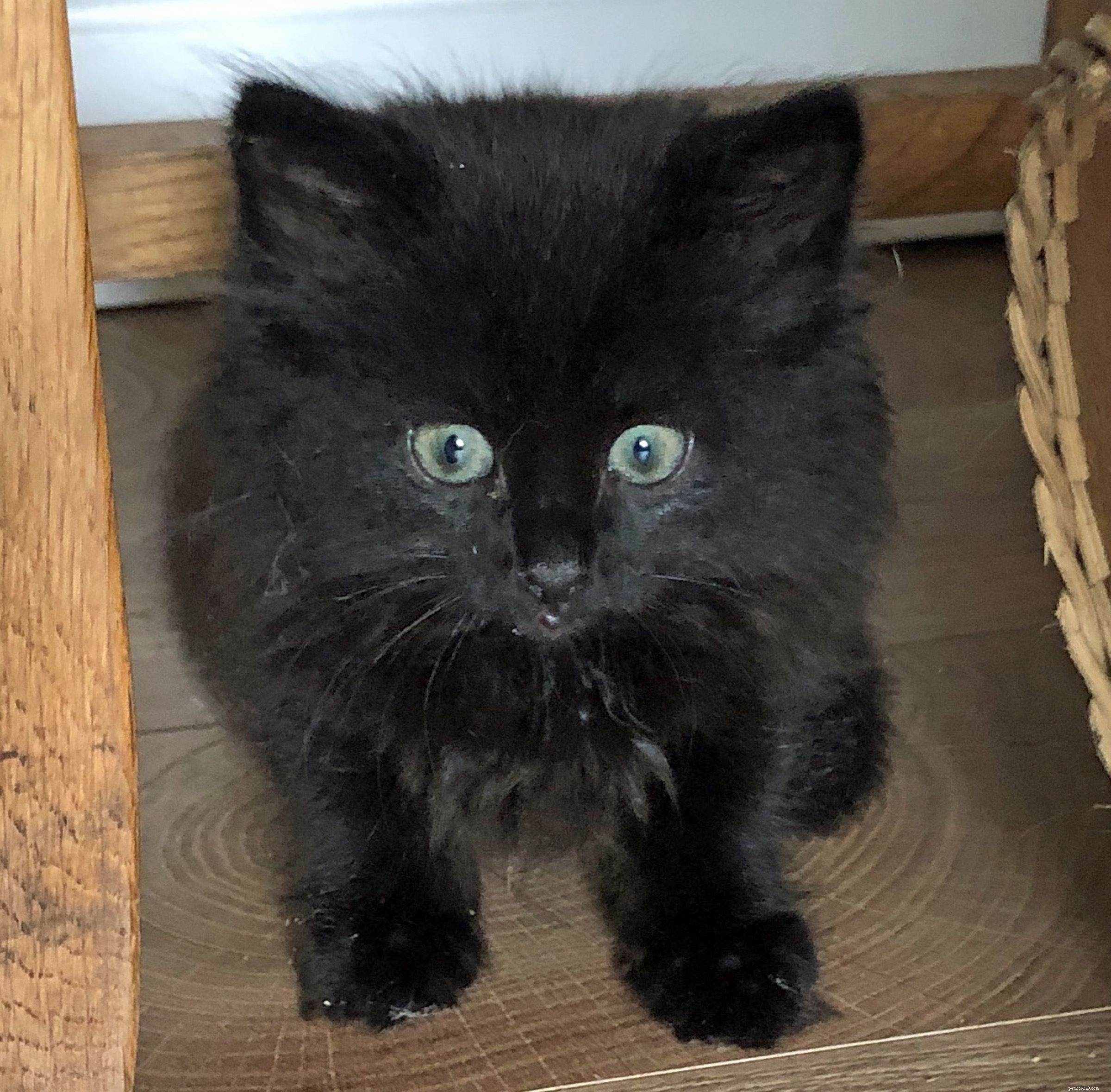 Cycling 10,000 km for Charity: How Jess the Cat Inspired Jean-Louis Button’s Fundraising Journey
