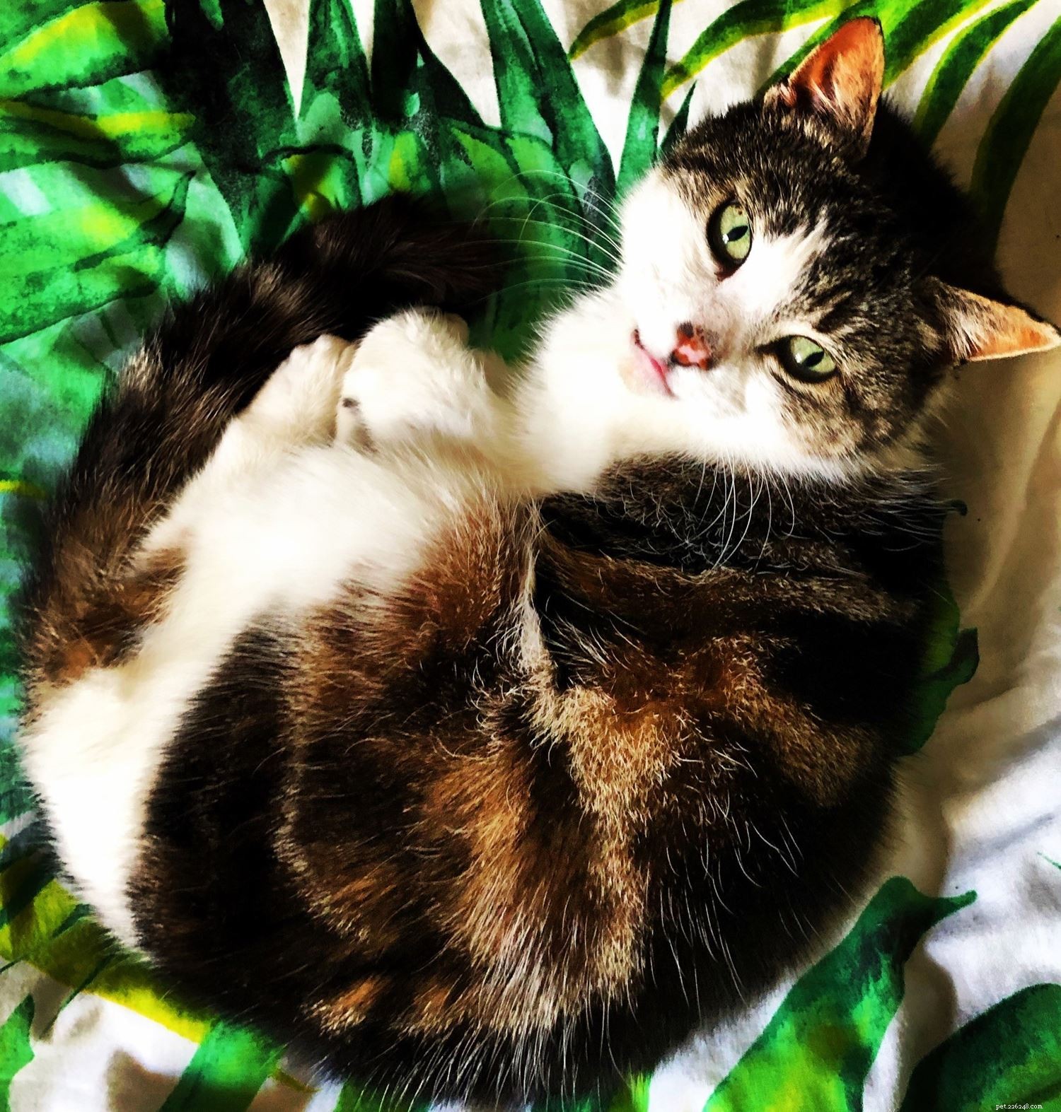 Cycling 10,000 km for Charity: How Jess the Cat Inspired Jean-Louis Button’s Fundraising Journey