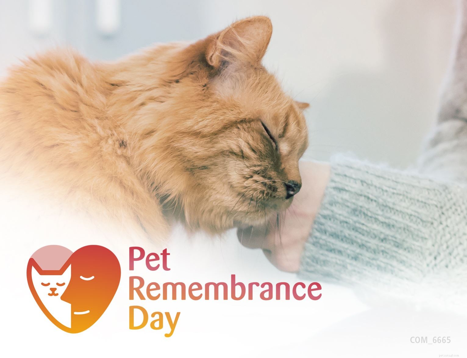 Honoring Your Cat: Meaningful Memorial Ideas for Pet Remembrance Day
