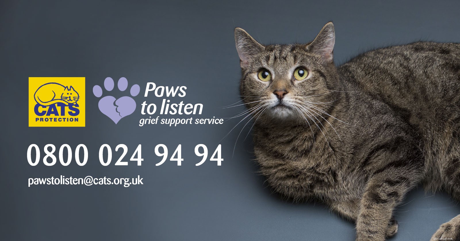Honoring Your Cat: Meaningful Memorial Ideas for Pet Remembrance Day