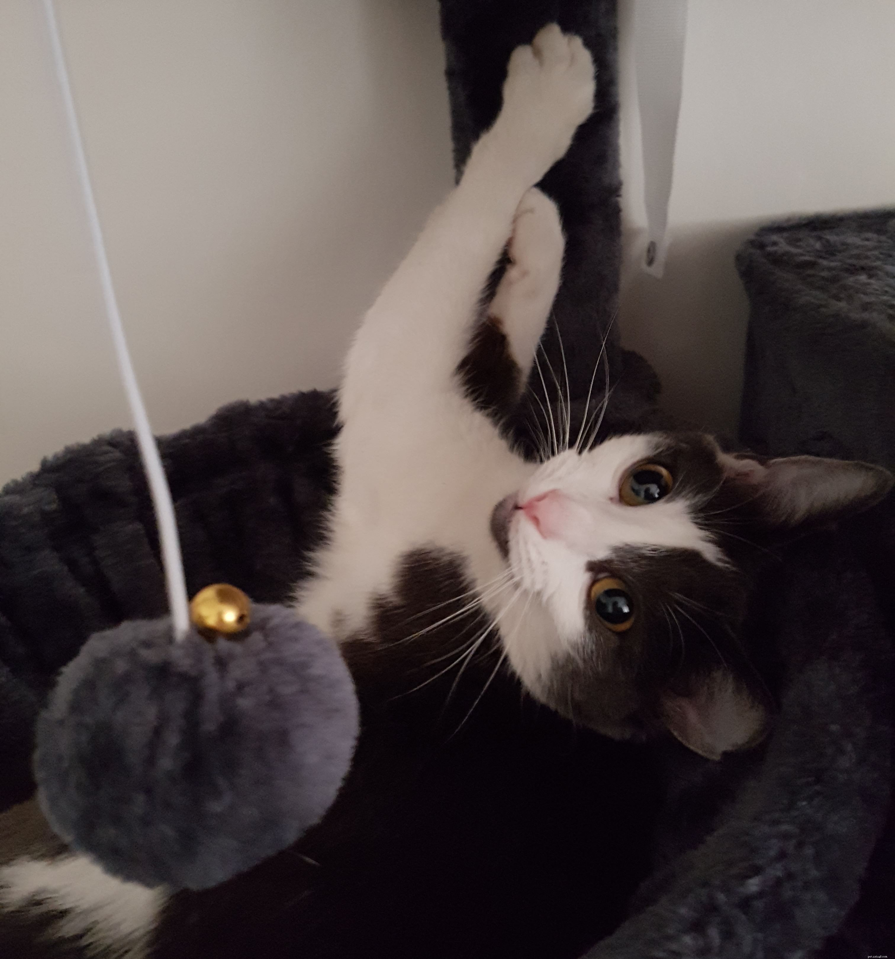 Cats Protection Urges Government to License Air Guns Amid Rising Cat Shooting Concerns