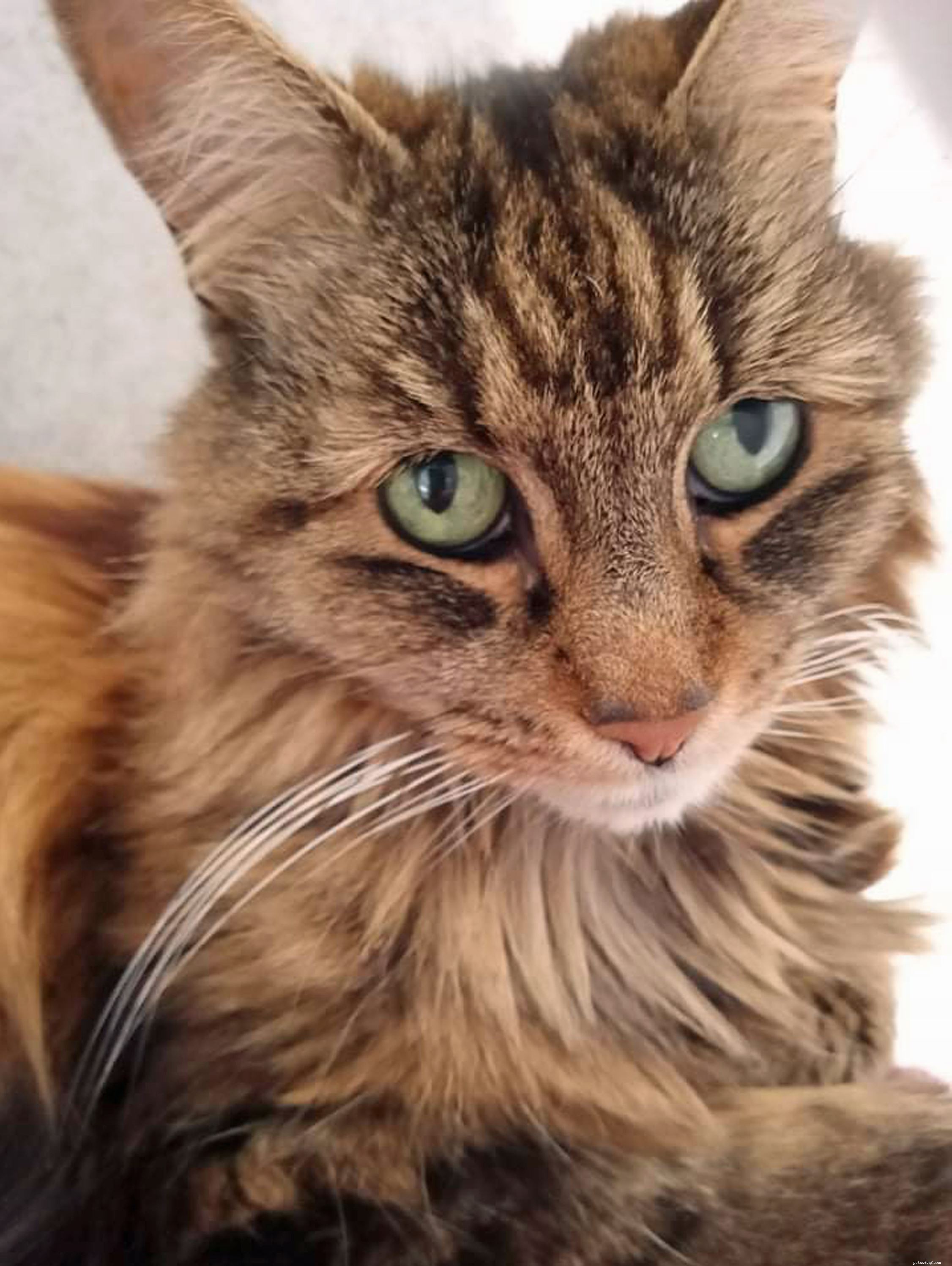 Help Fund Life‑Saving Surgery for Nina, Freda & Squiggles at Newbury Adoption Centre