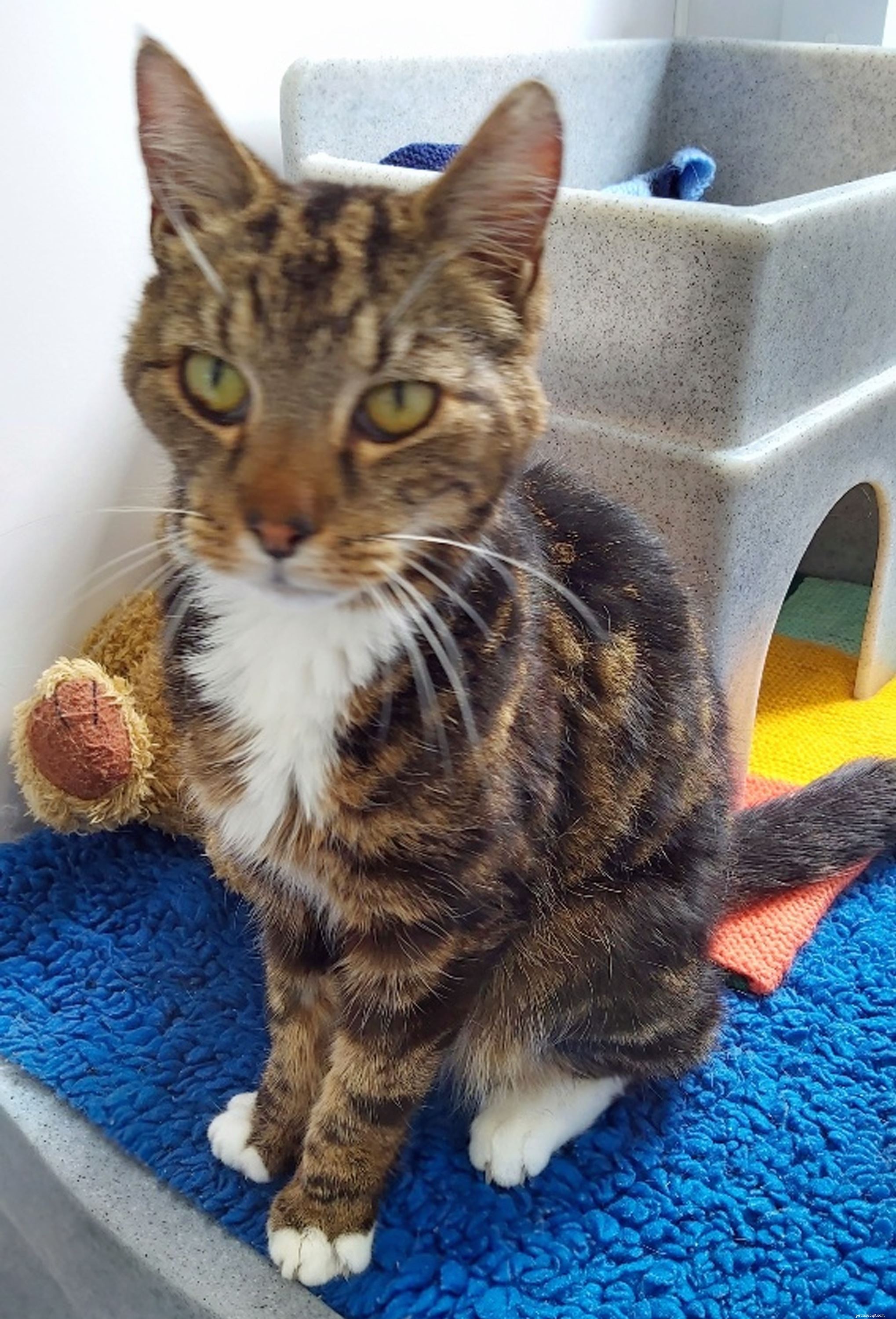 Help Fund Life‑Saving Surgery for Nina, Freda & Squiggles at Newbury Adoption Centre