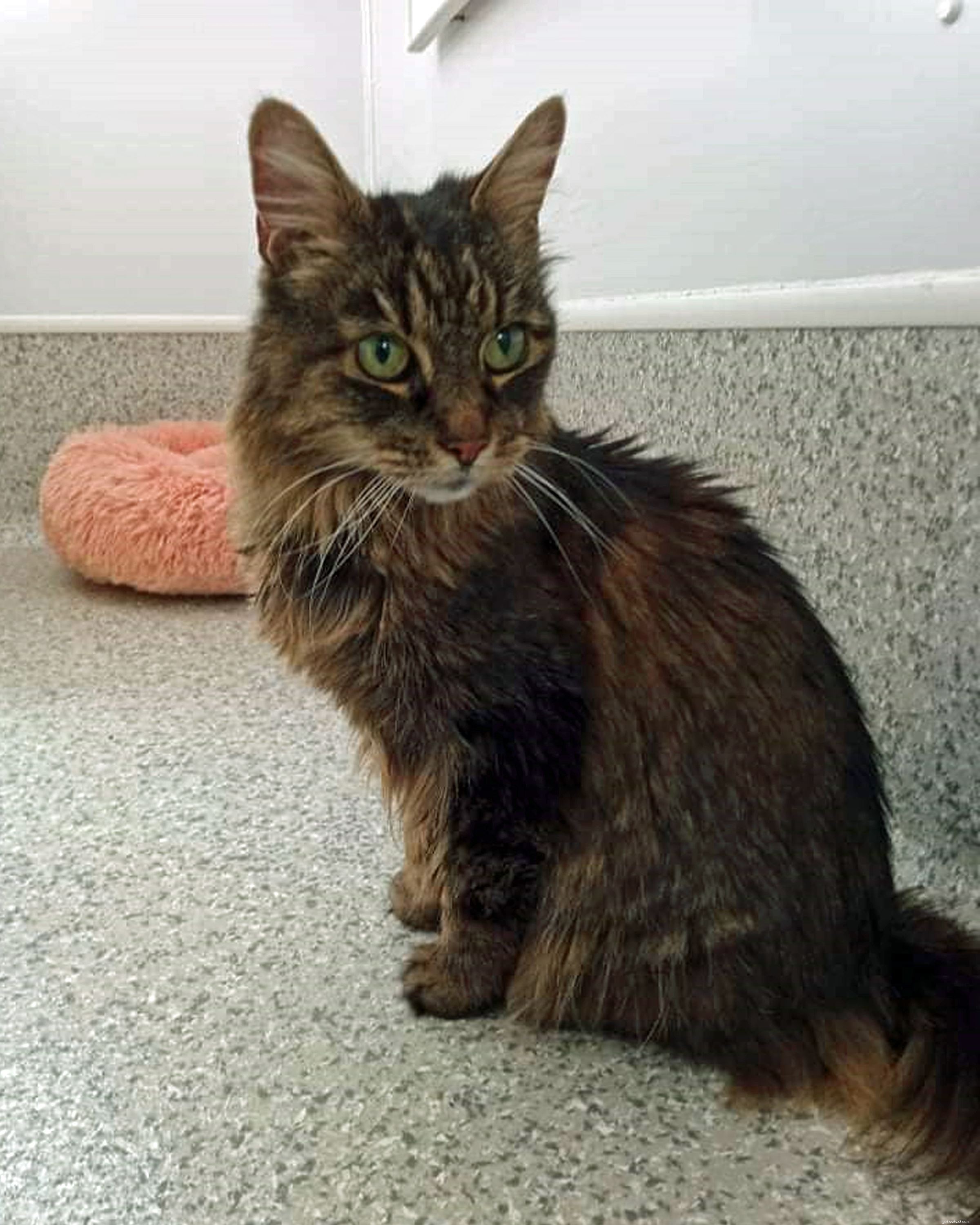 Help Fund Life‑Saving Surgery for Nina, Freda & Squiggles at Newbury Adoption Centre