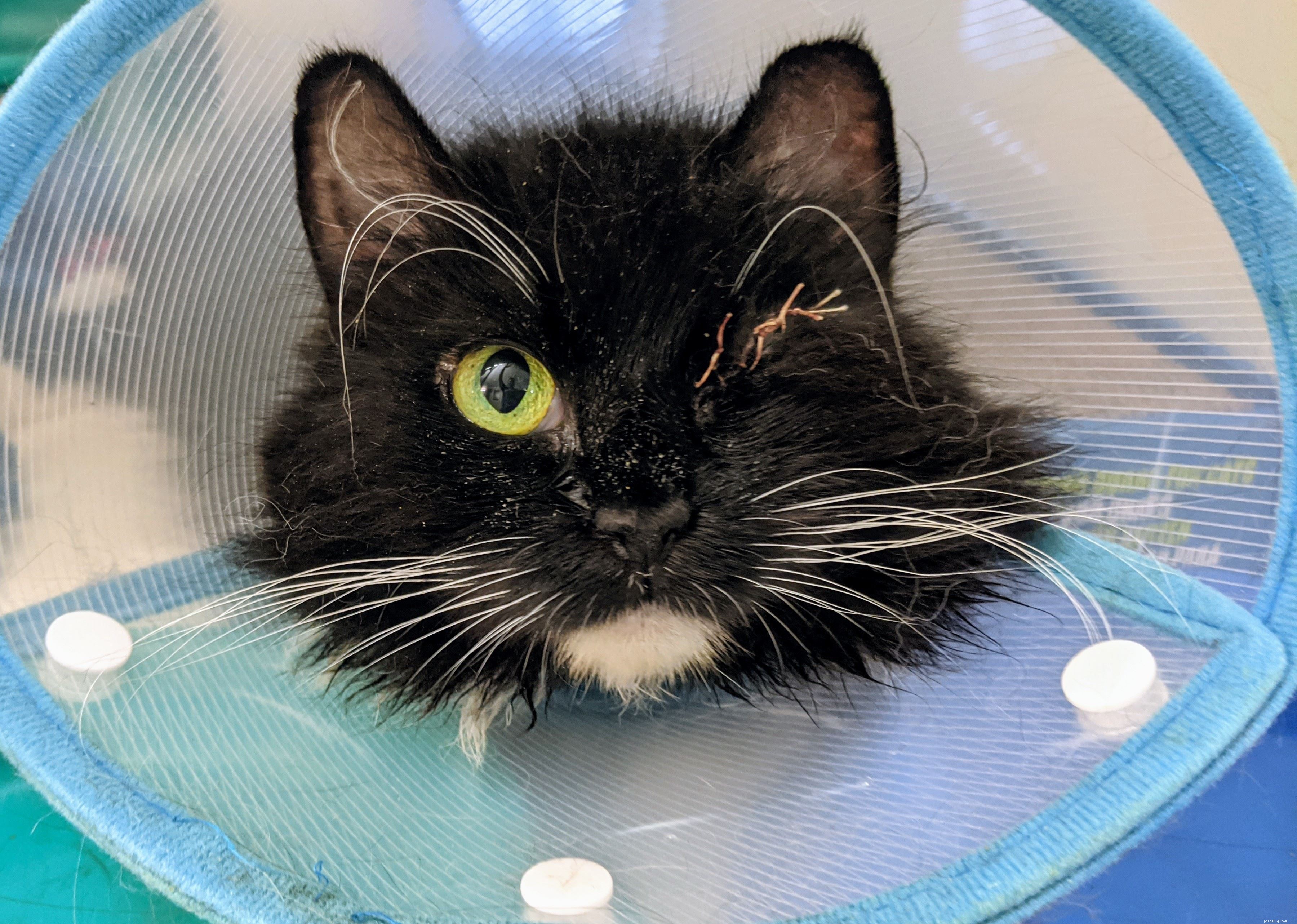 Wills Donations Give Cats Like Fifi, Charles & Elvis a Second Chance – Charity Week Highlights