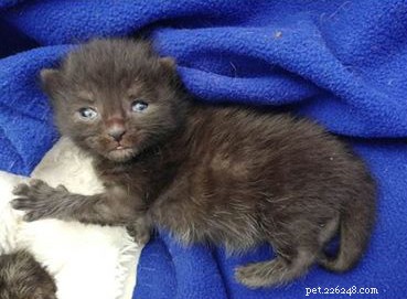 Wills Donations Give Cats Like Fifi, Charles & Elvis a Second Chance – Charity Week Highlights