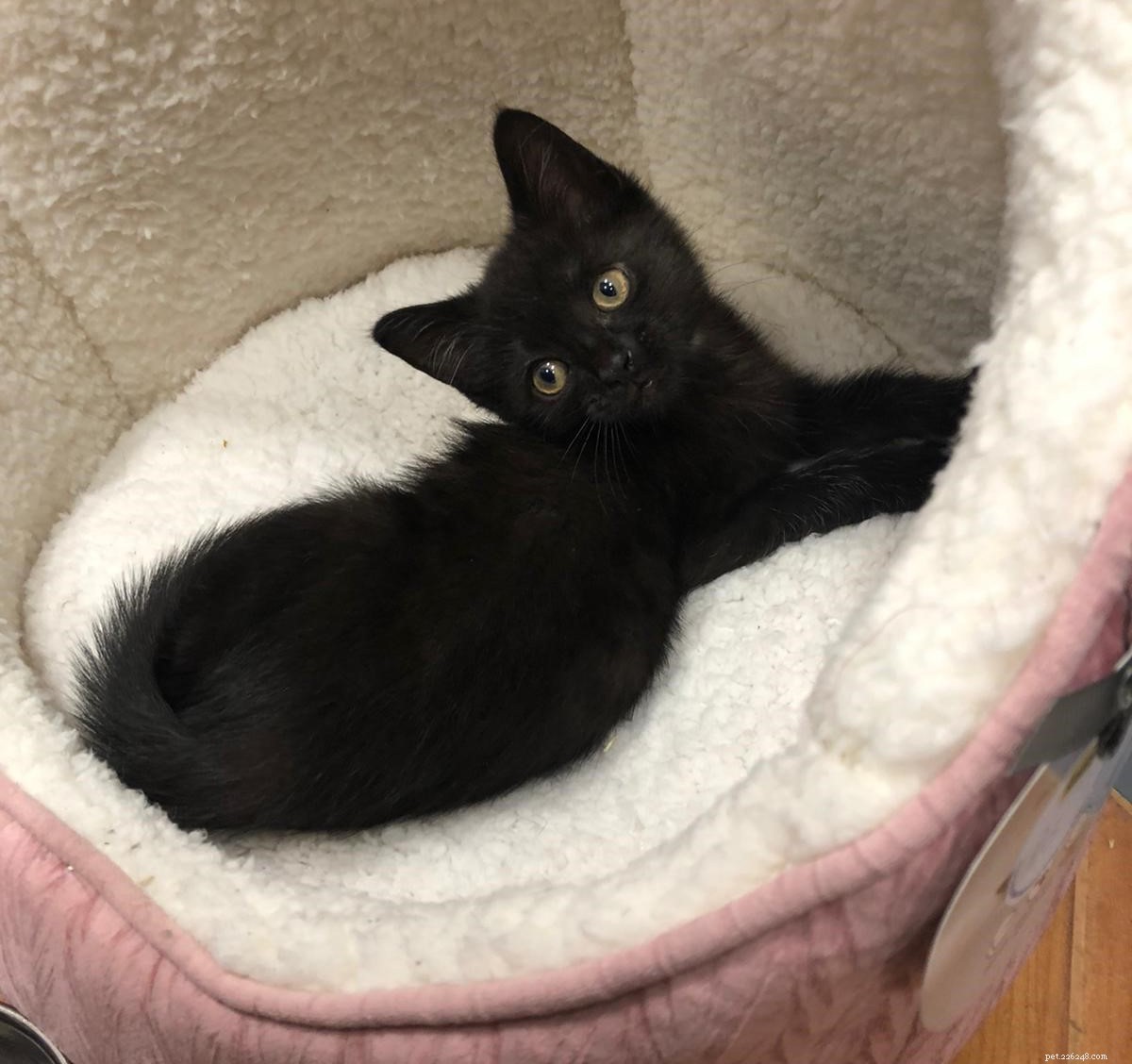 Wills Donations Give Cats Like Fifi, Charles & Elvis a Second Chance – Charity Week Highlights