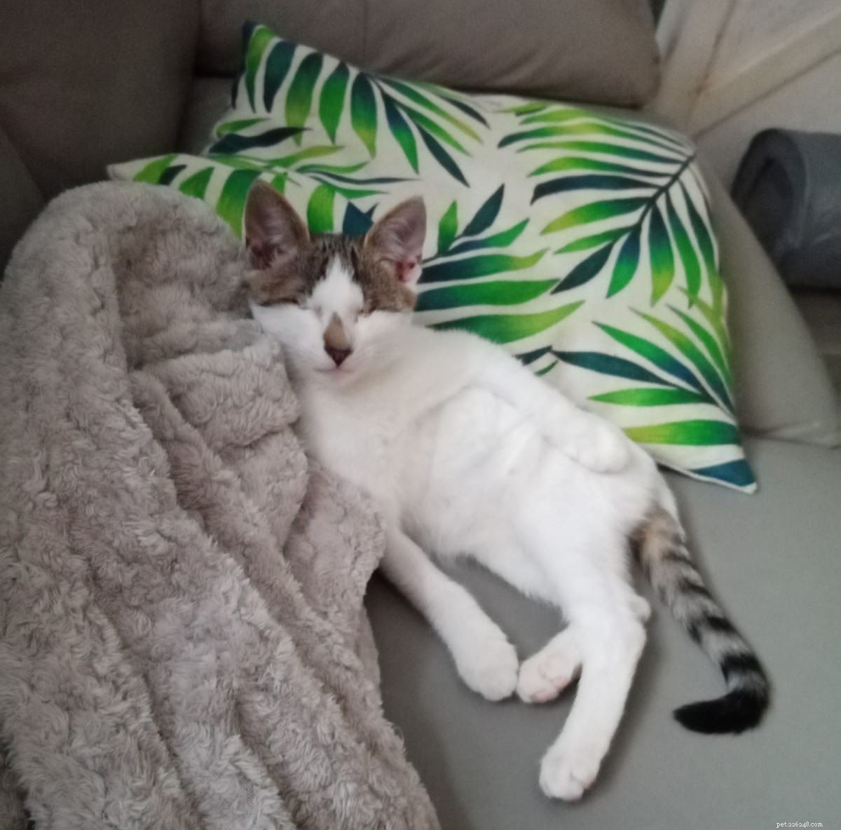Wills Donations Give Cats Like Fifi, Charles & Elvis a Second Chance – Charity Week Highlights