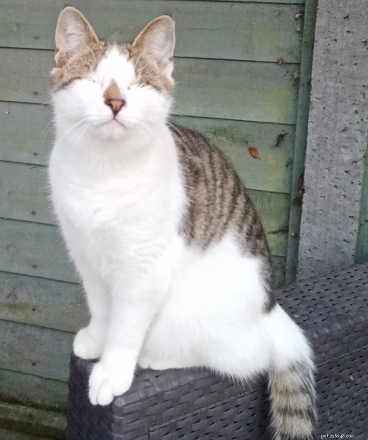Wills Donations Give Cats Like Fifi, Charles & Elvis a Second Chance – Charity Week Highlights