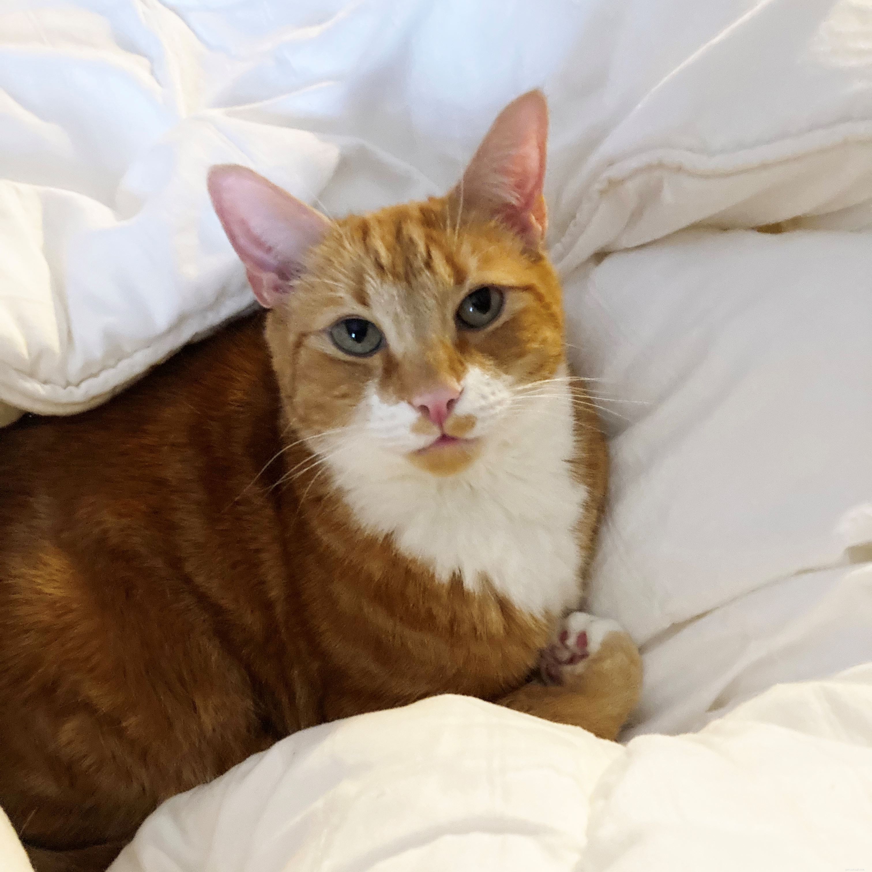 Jane Cowan Launches Million Steps Fundraiser to Support Cats at Tyneside Adoption Centre