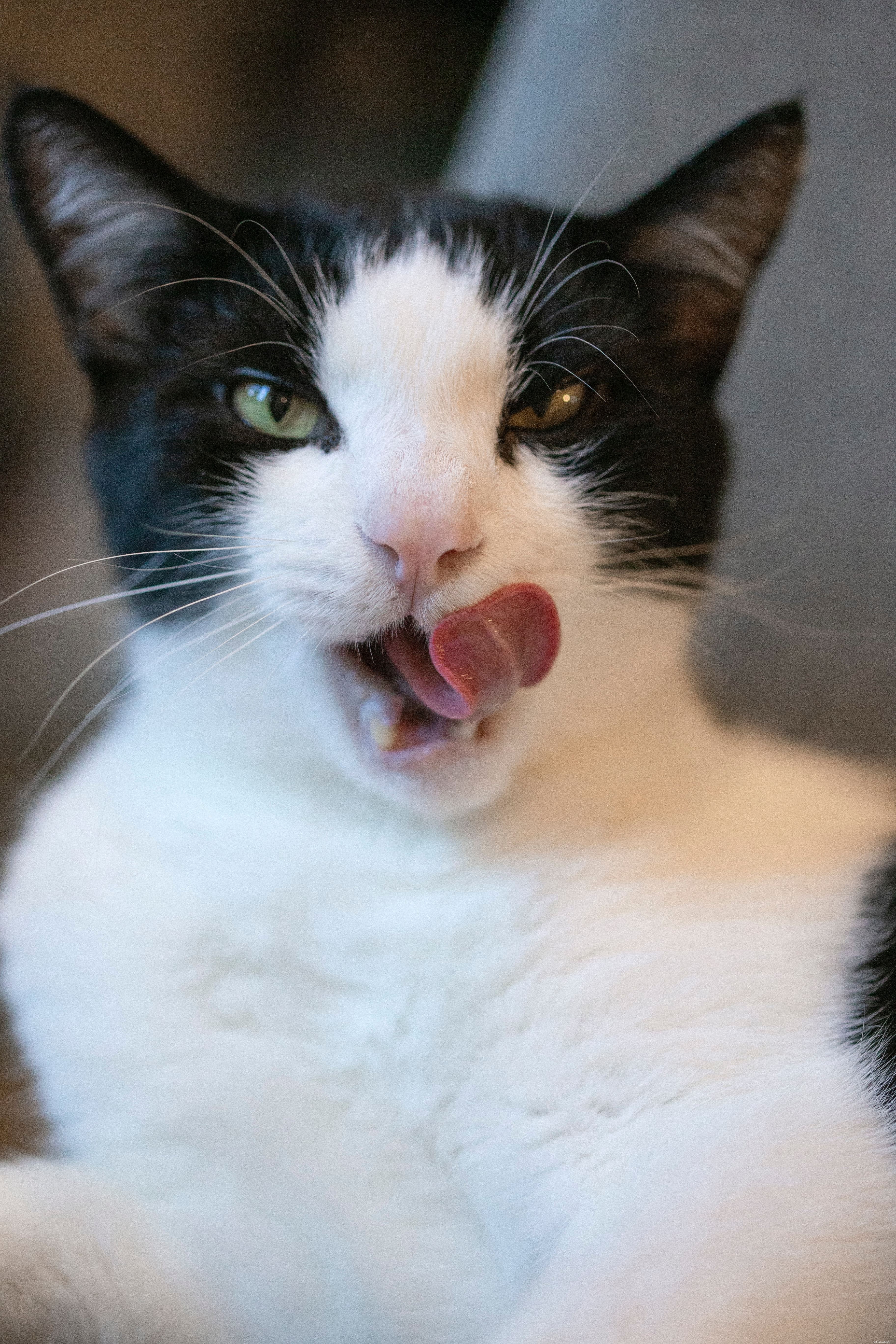 Why Cats Lick Their Owners: Bonding, Affection, and Other Surprising Reasons