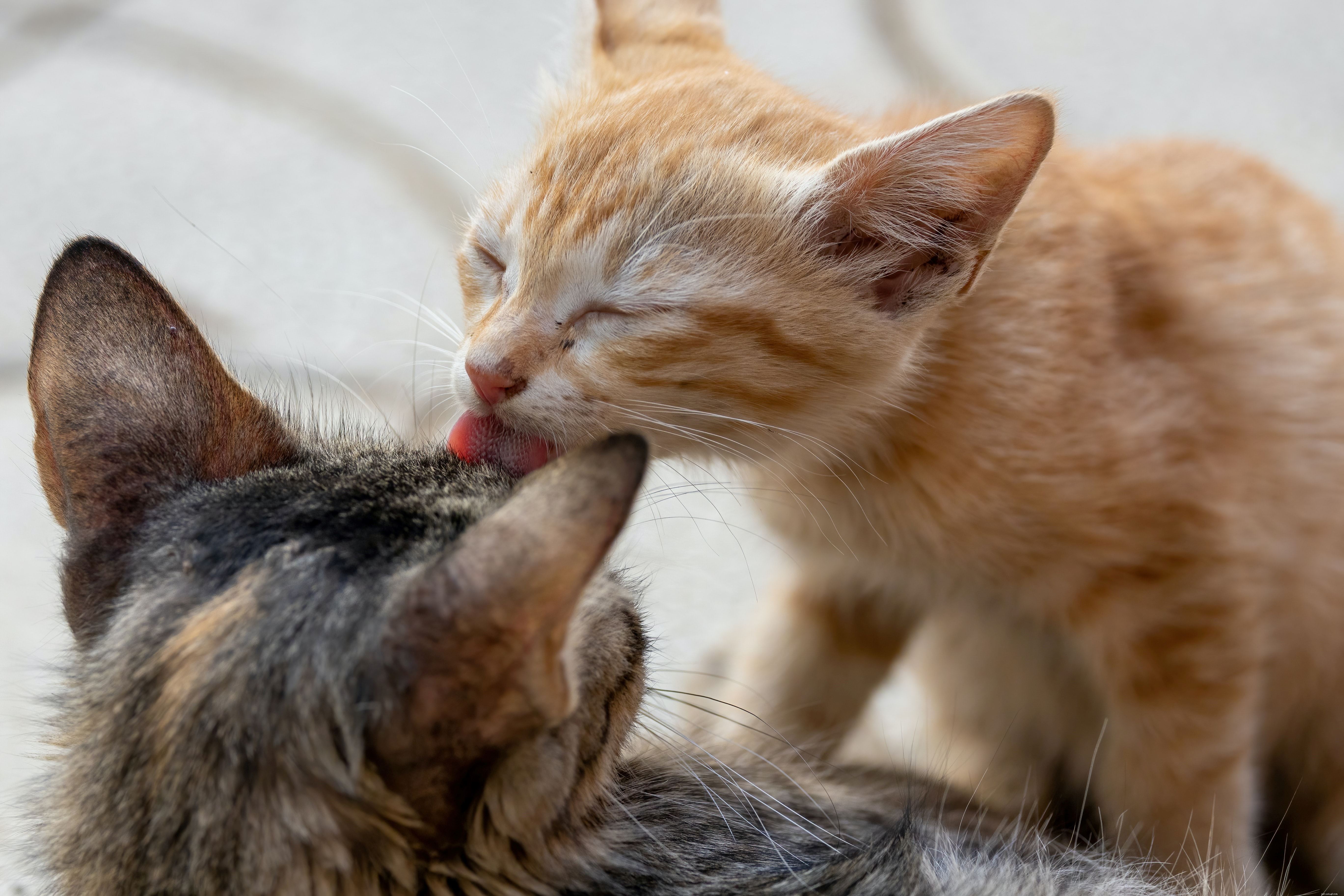 Why Cats Lick Their Owners: Bonding, Affection, and Other Surprising Reasons