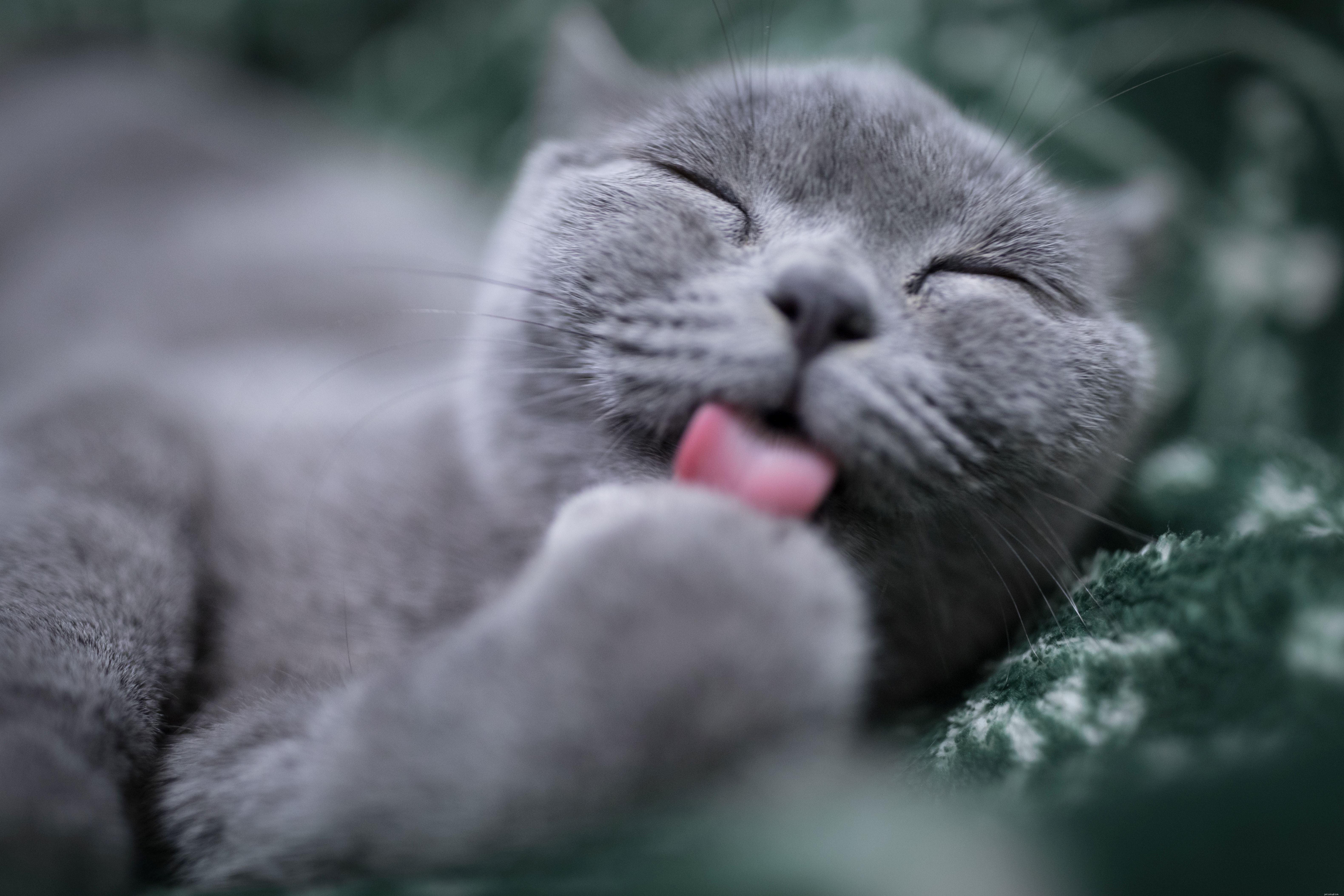 Why Cats Lick Their Owners: Bonding, Affection, and Other Surprising Reasons