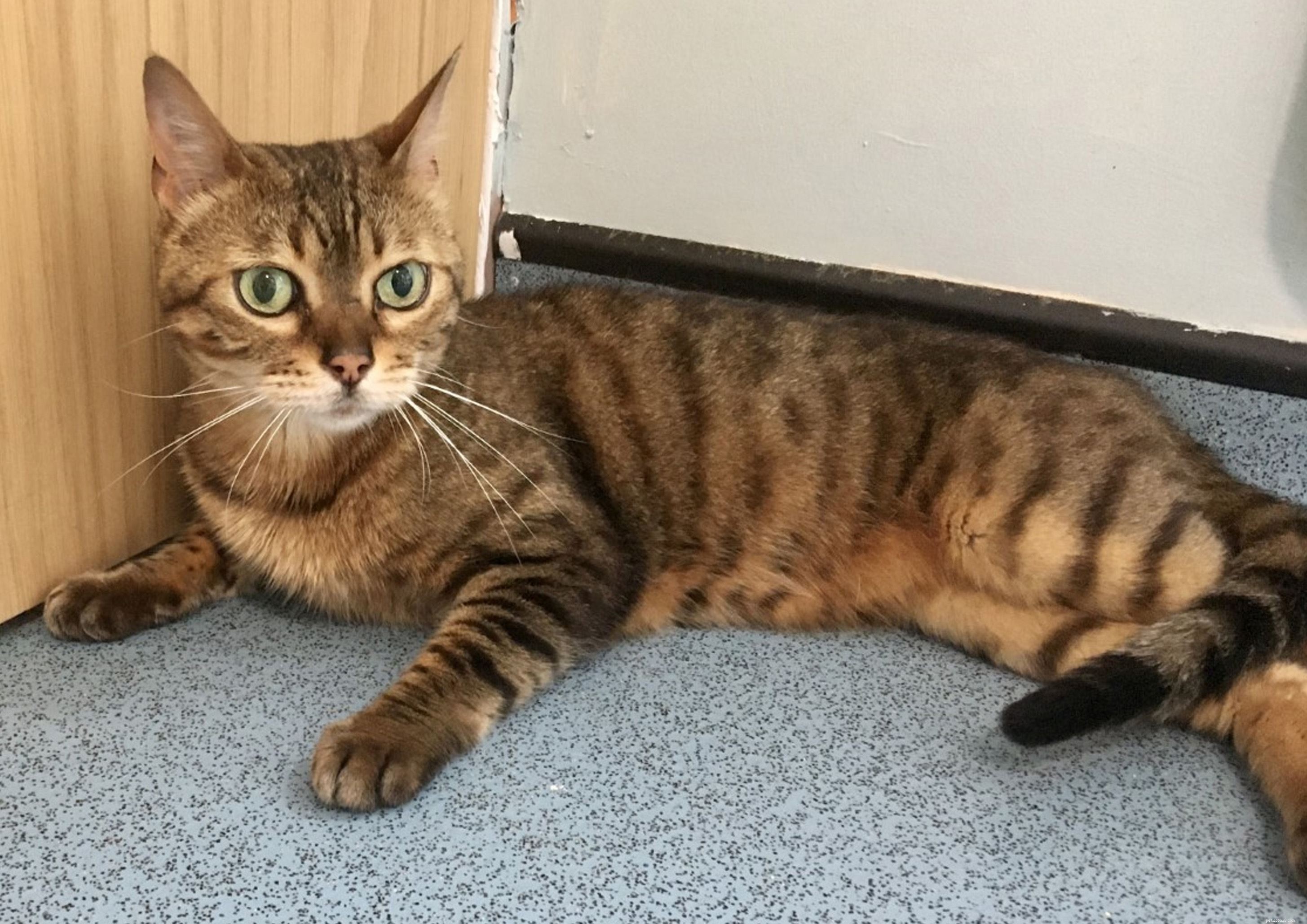 Evesham Rescue: Cat Bessie Fights Hunger After Crossing River Avon