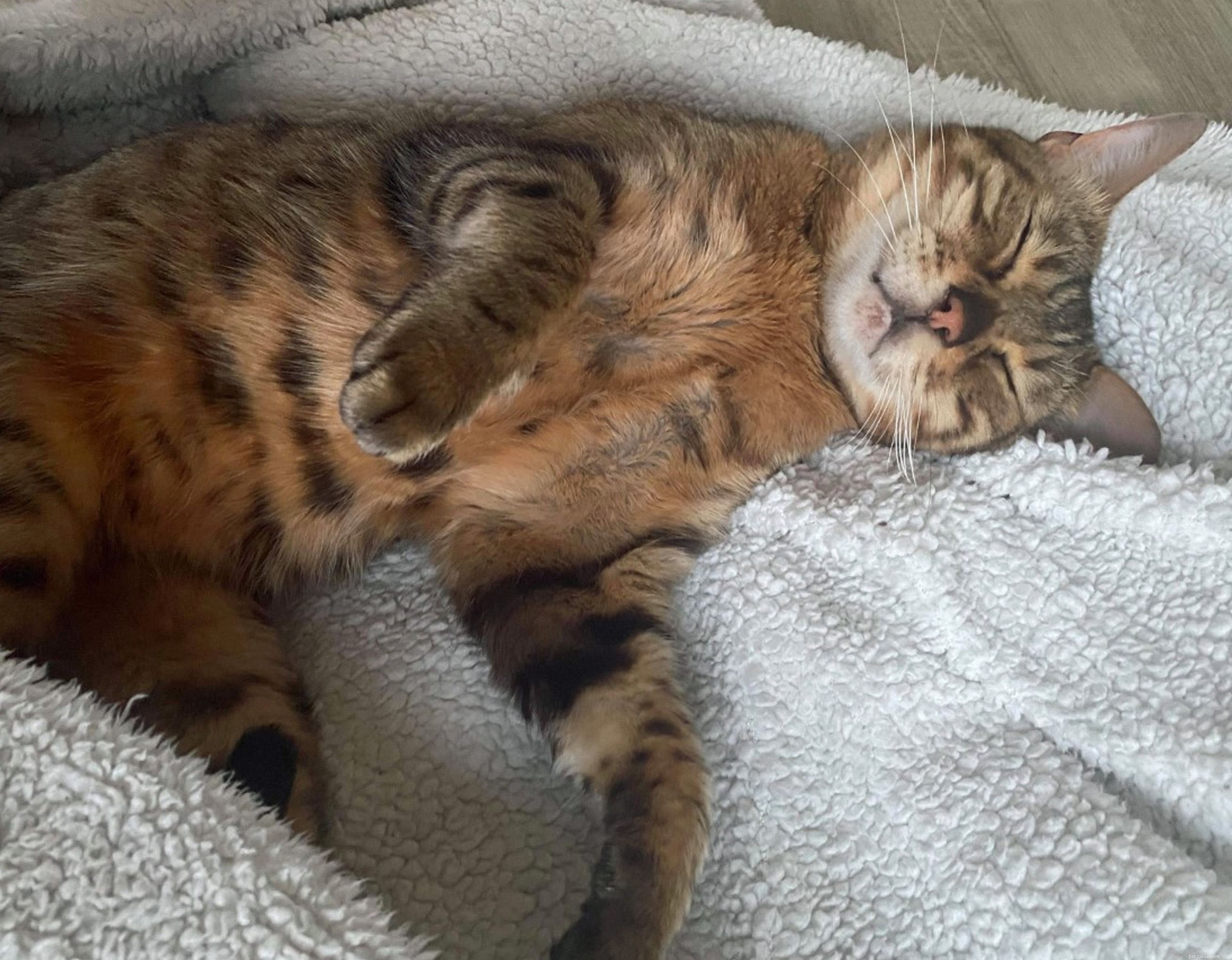 Evesham Rescue: Cat Bessie Fights Hunger After Crossing River Avon