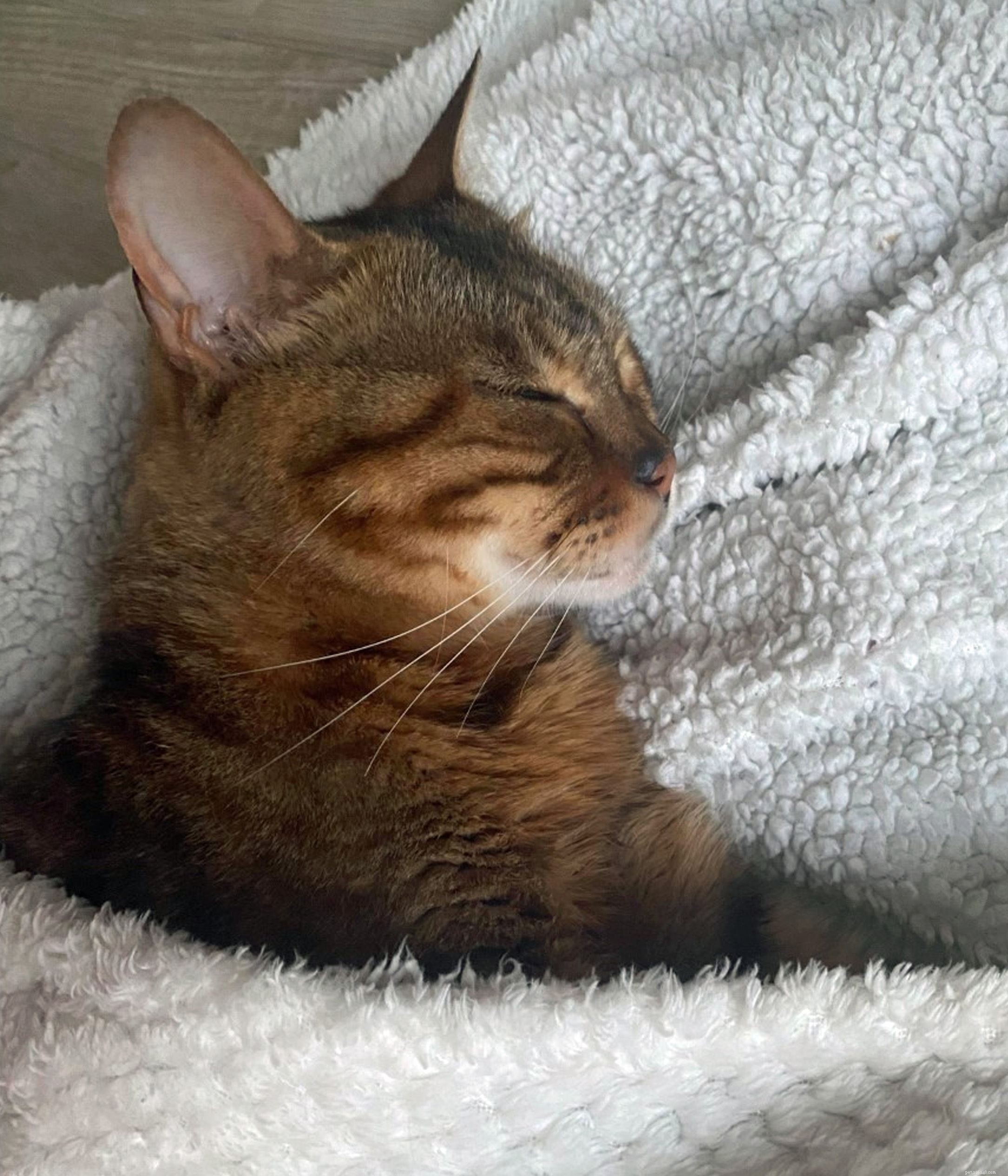 Evesham Rescue: Cat Bessie Fights Hunger After Crossing River Avon