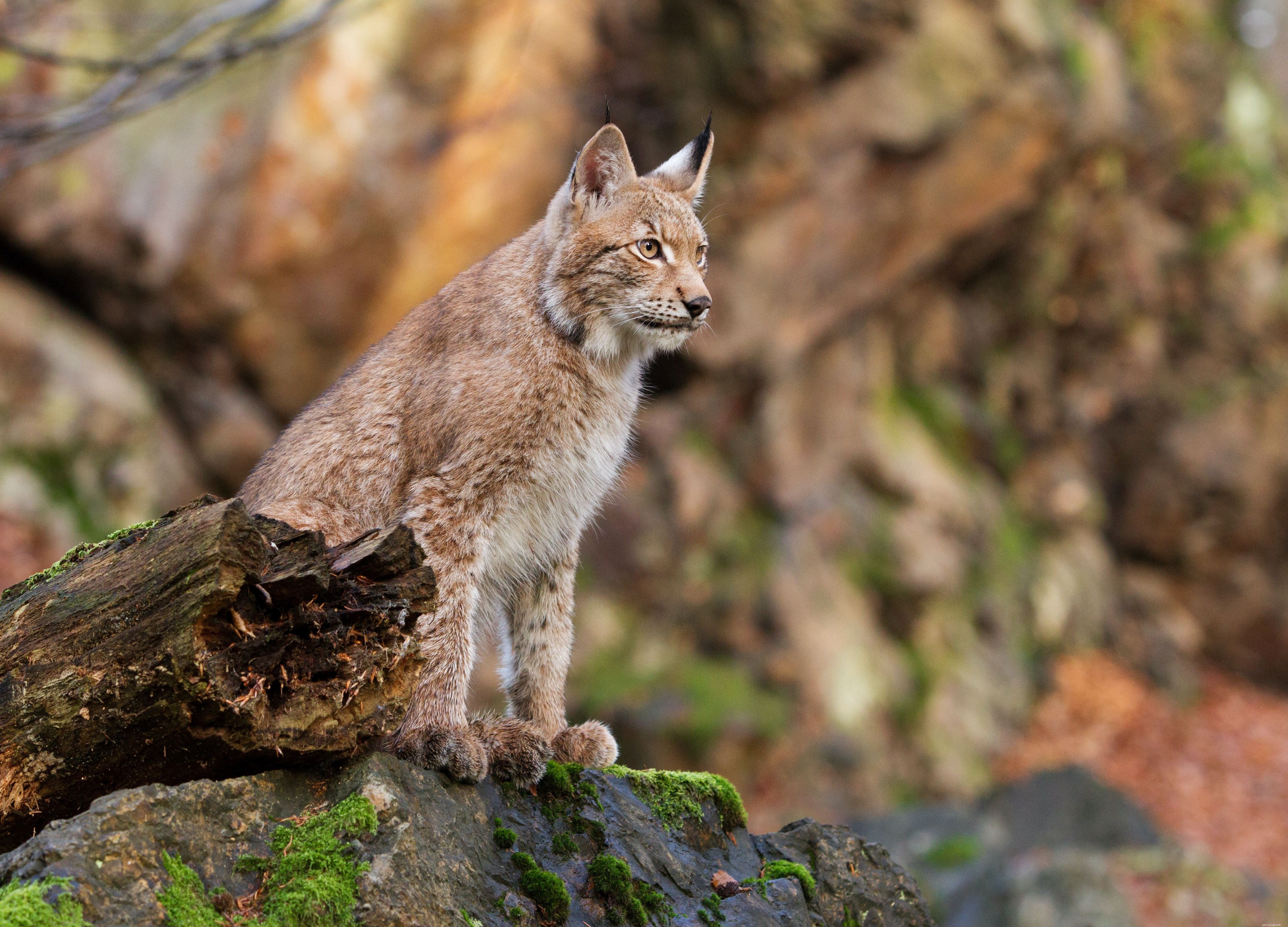 Discover the Lynx: Join Our Fundraising Trek to Their Mountain Home