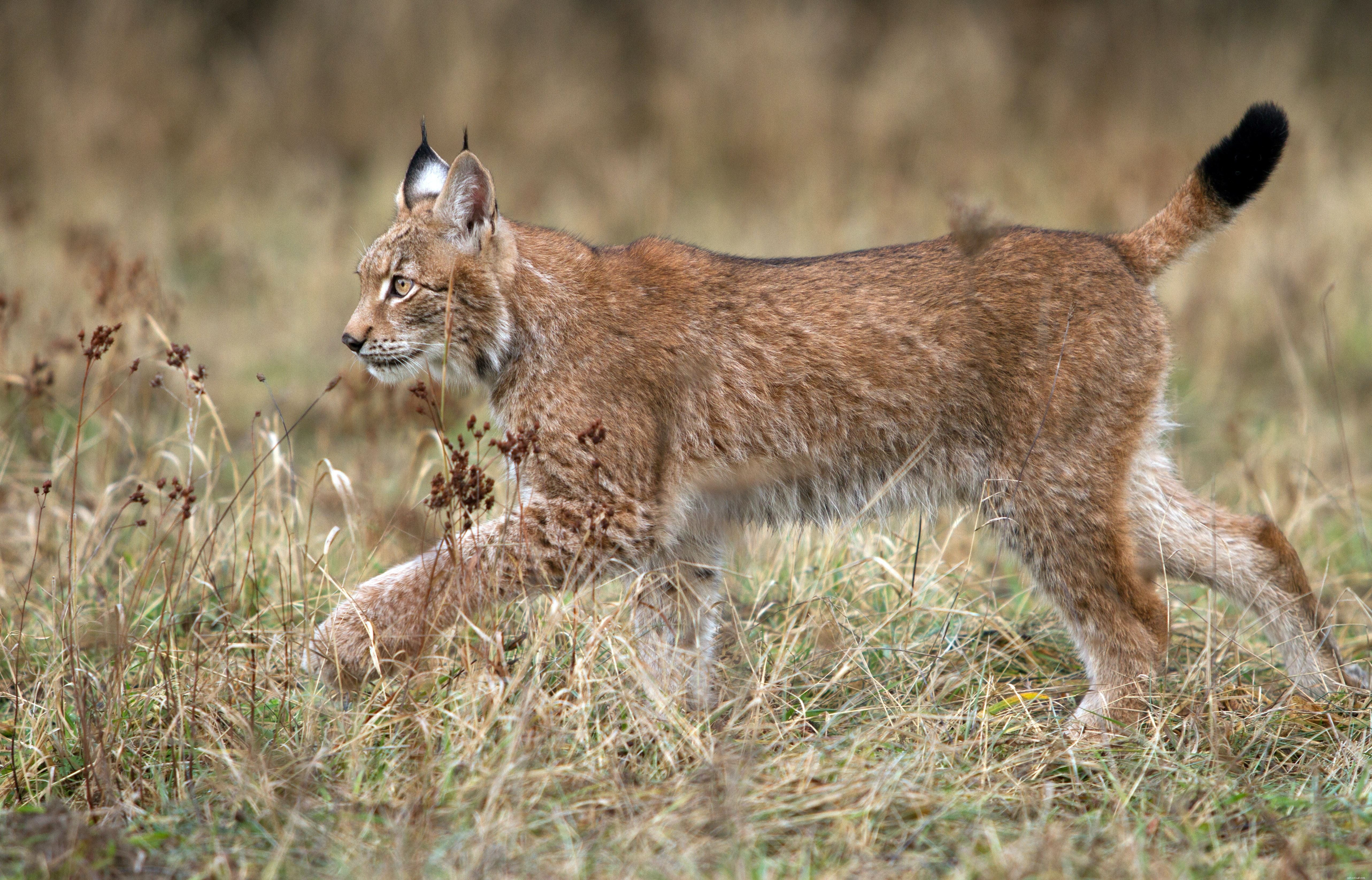 Discover the Lynx: Join Our Fundraising Trek to Their Mountain Home
