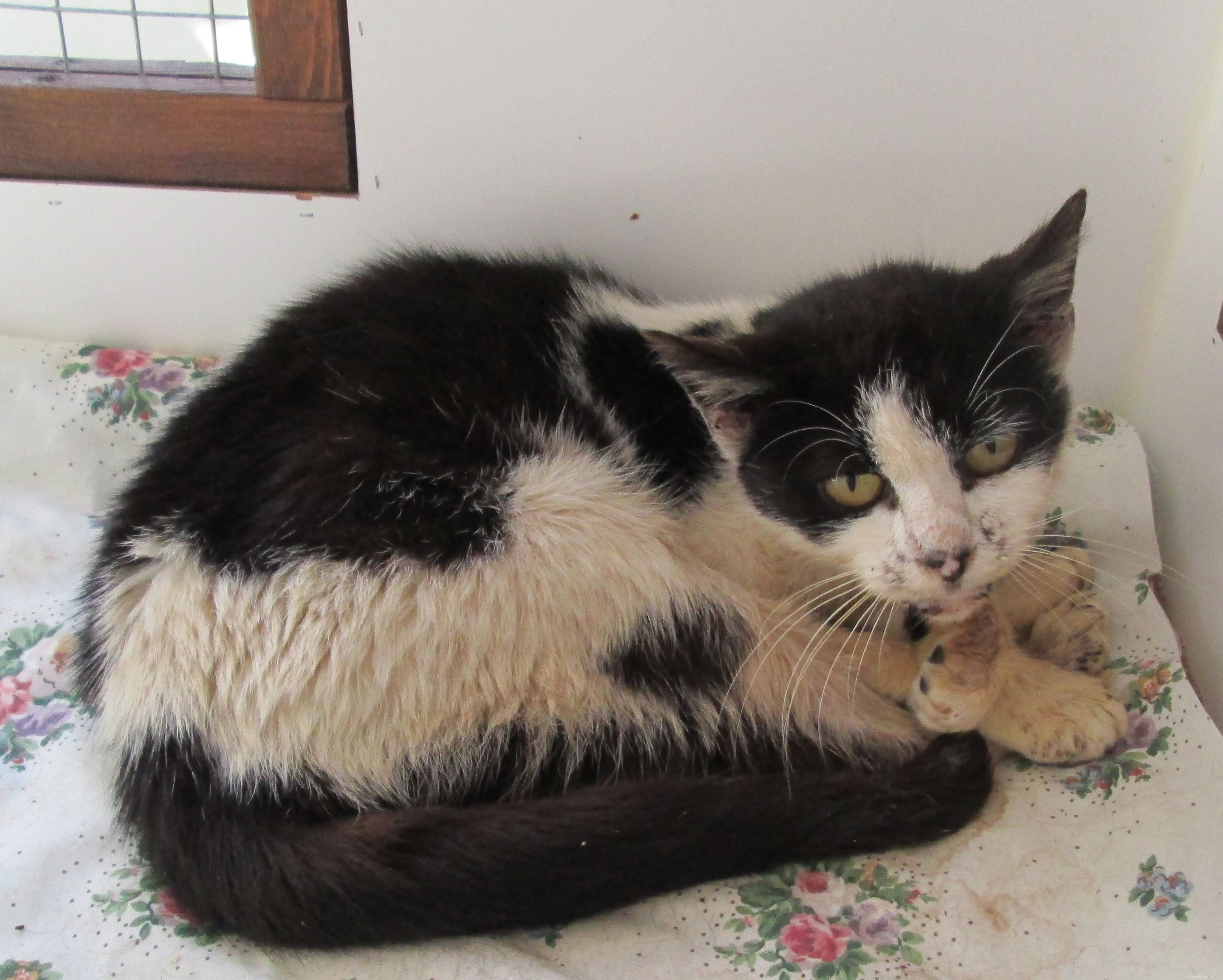 70-Year-Old Volunteers Dorothy Hyman and Cherry Lorberg Plan 110mph Wing‑Walk to Fundraise for Cats in Dorset