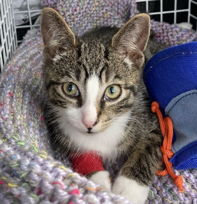 Swale Branch Saves Severely Injured Kitten  Bandit  in Sittingbourne