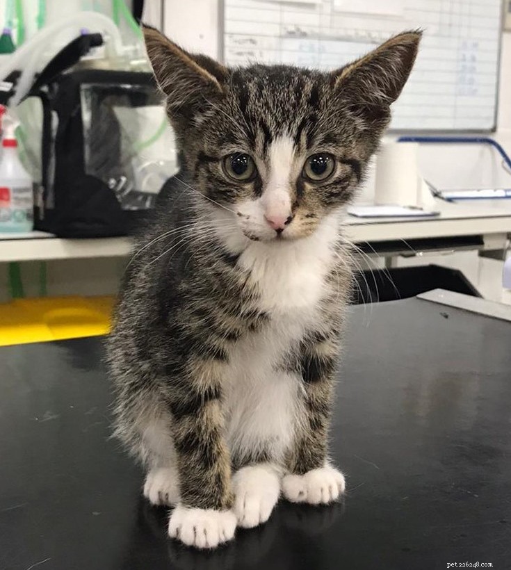 Swale Branch Saves Severely Injured Kitten  Bandit  in Sittingbourne