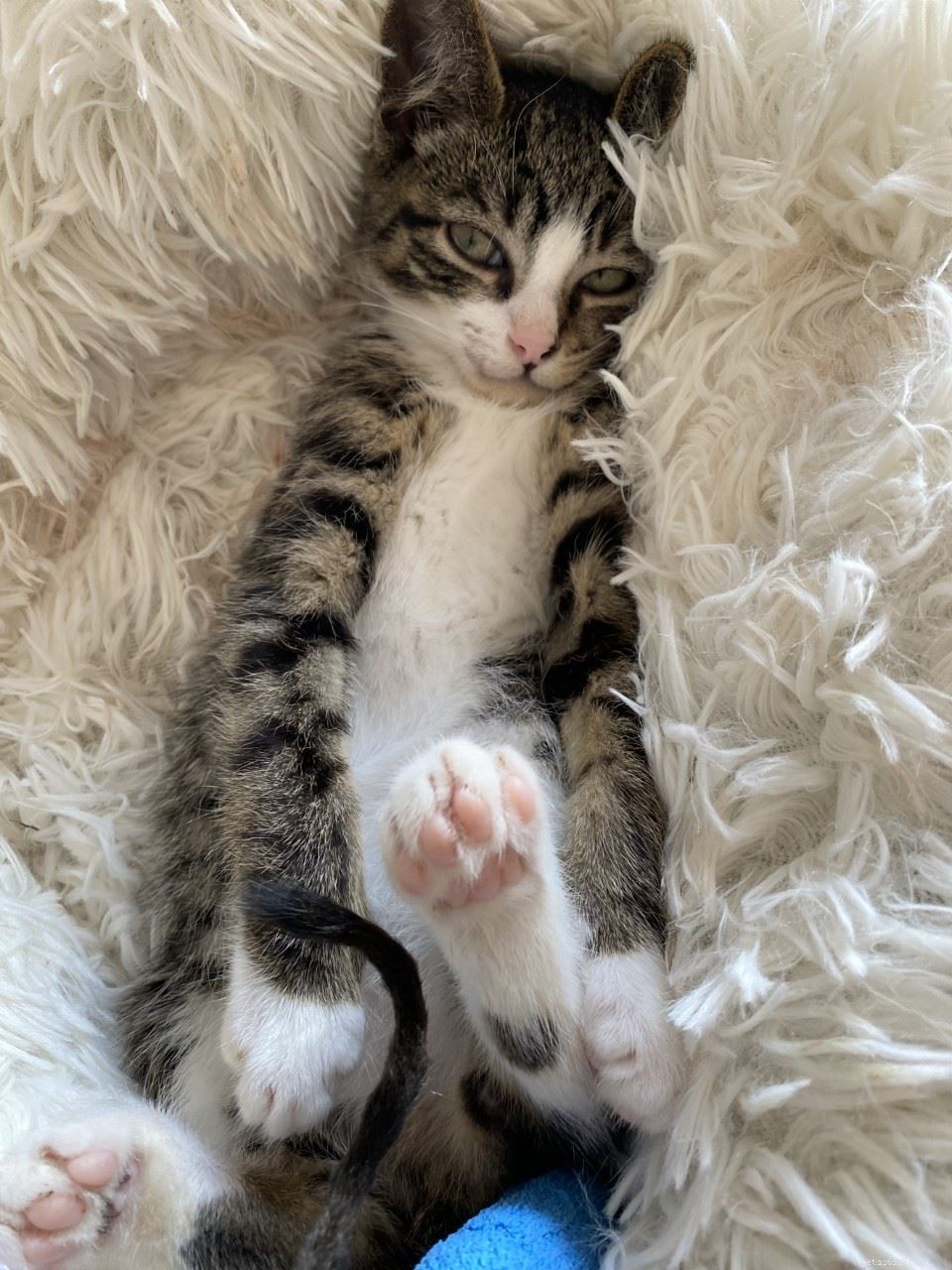Swale Branch Saves Severely Injured Kitten  Bandit  in Sittingbourne