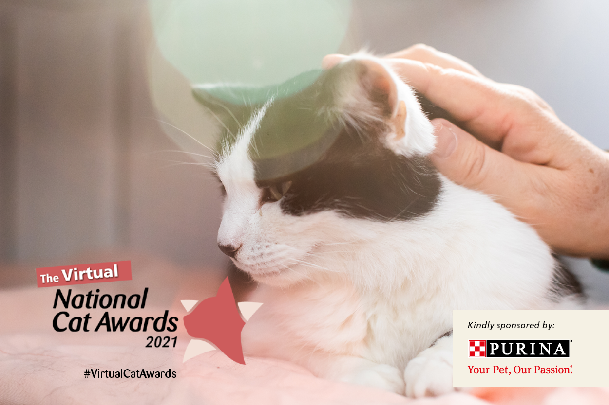Celebrity Judges Pick Winning Cats in Heartwarming Virtual National Cat Awards 2021