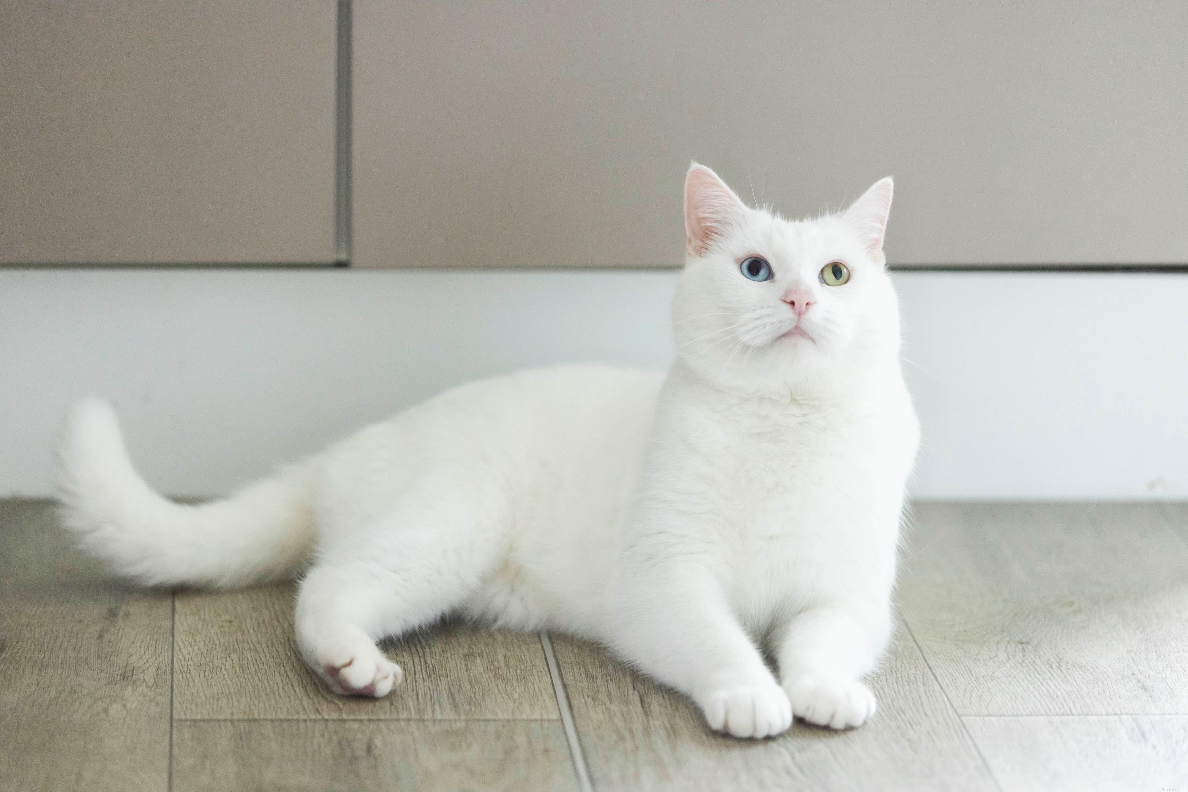 Celebrity Judges Pick Winning Cats in Heartwarming Virtual National Cat Awards 2021
