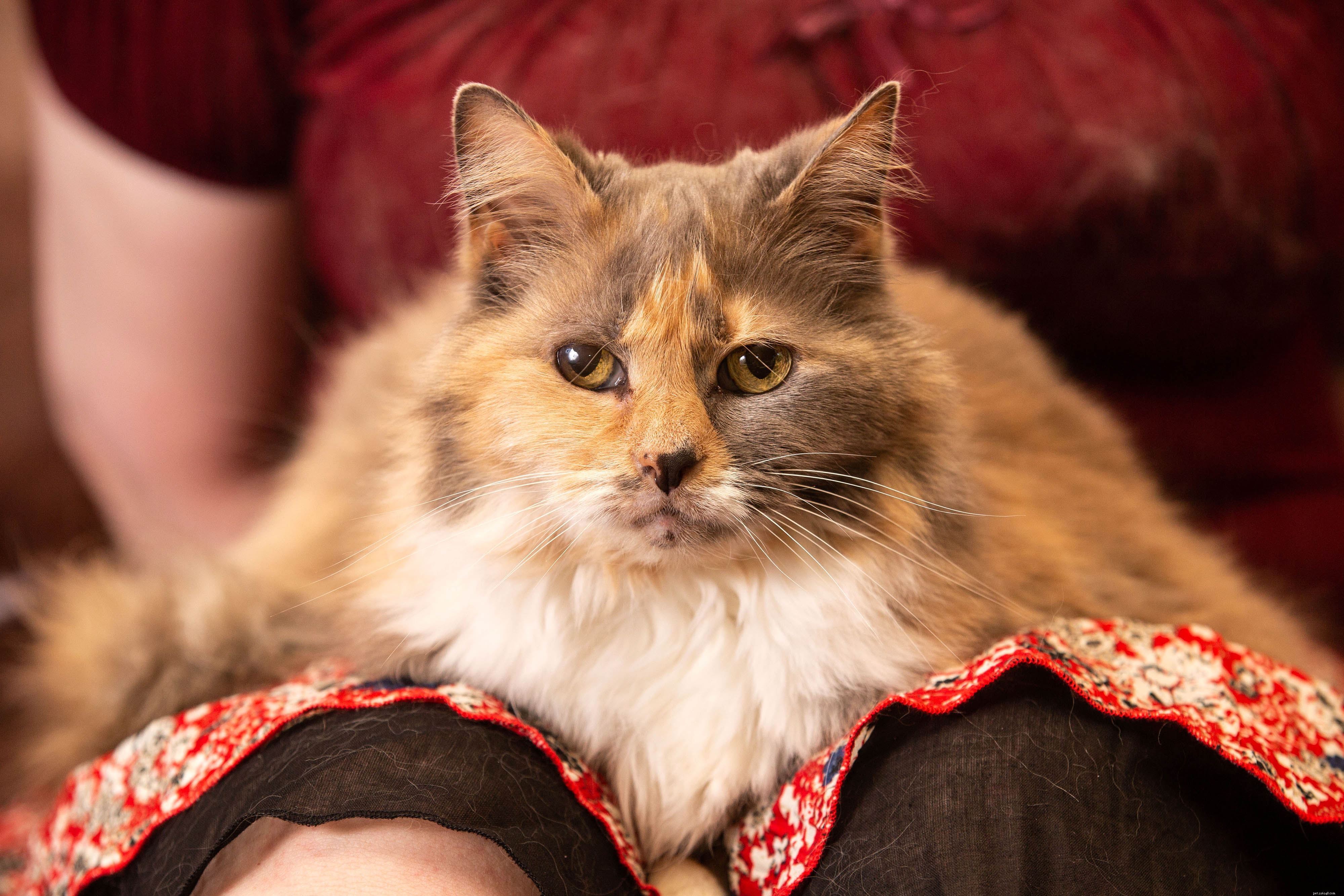 Celebrity Judges Pick Winning Cats in Heartwarming Virtual National Cat Awards 2021