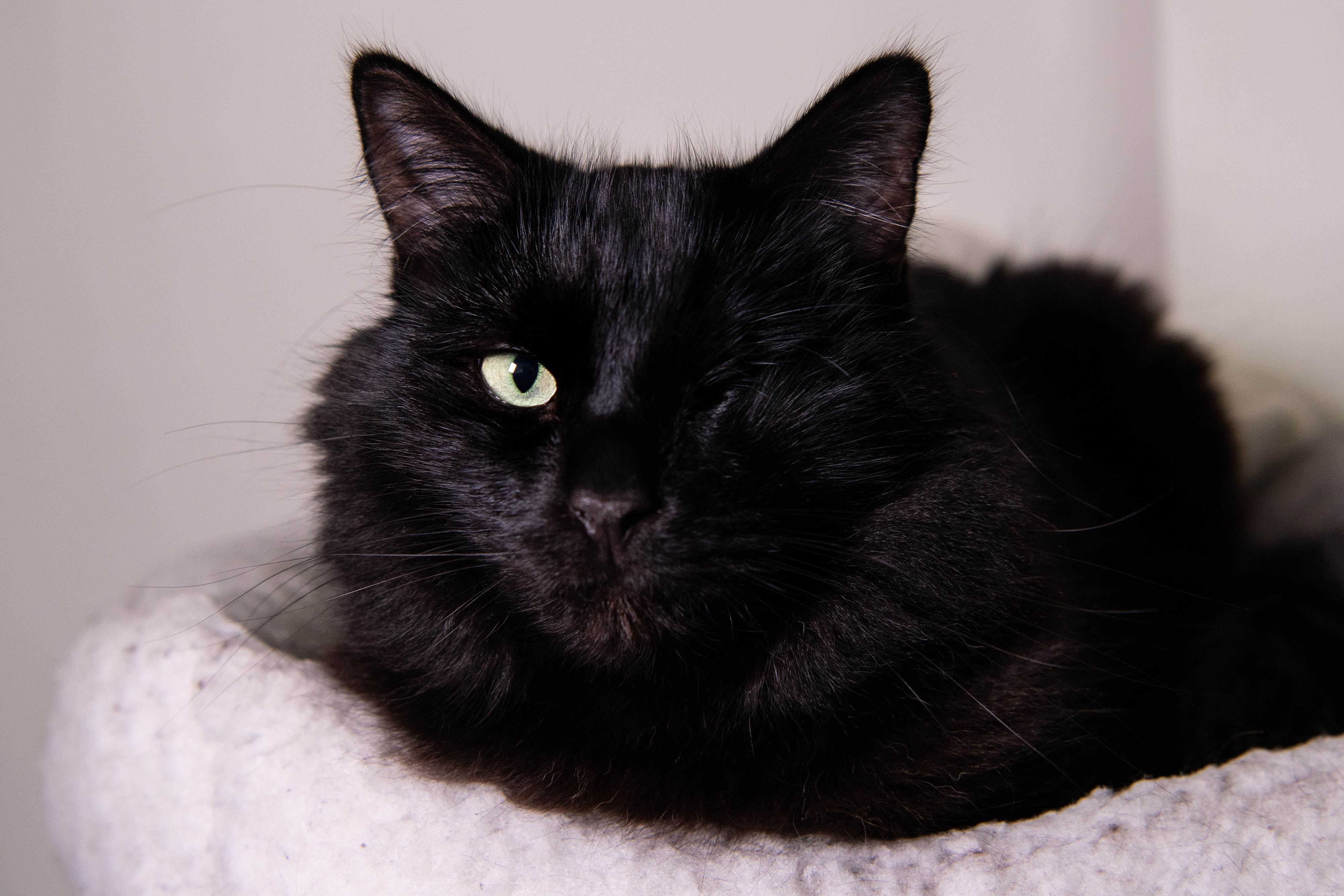 Celebrity Judges Pick Winning Cats in Heartwarming Virtual National Cat Awards 2021