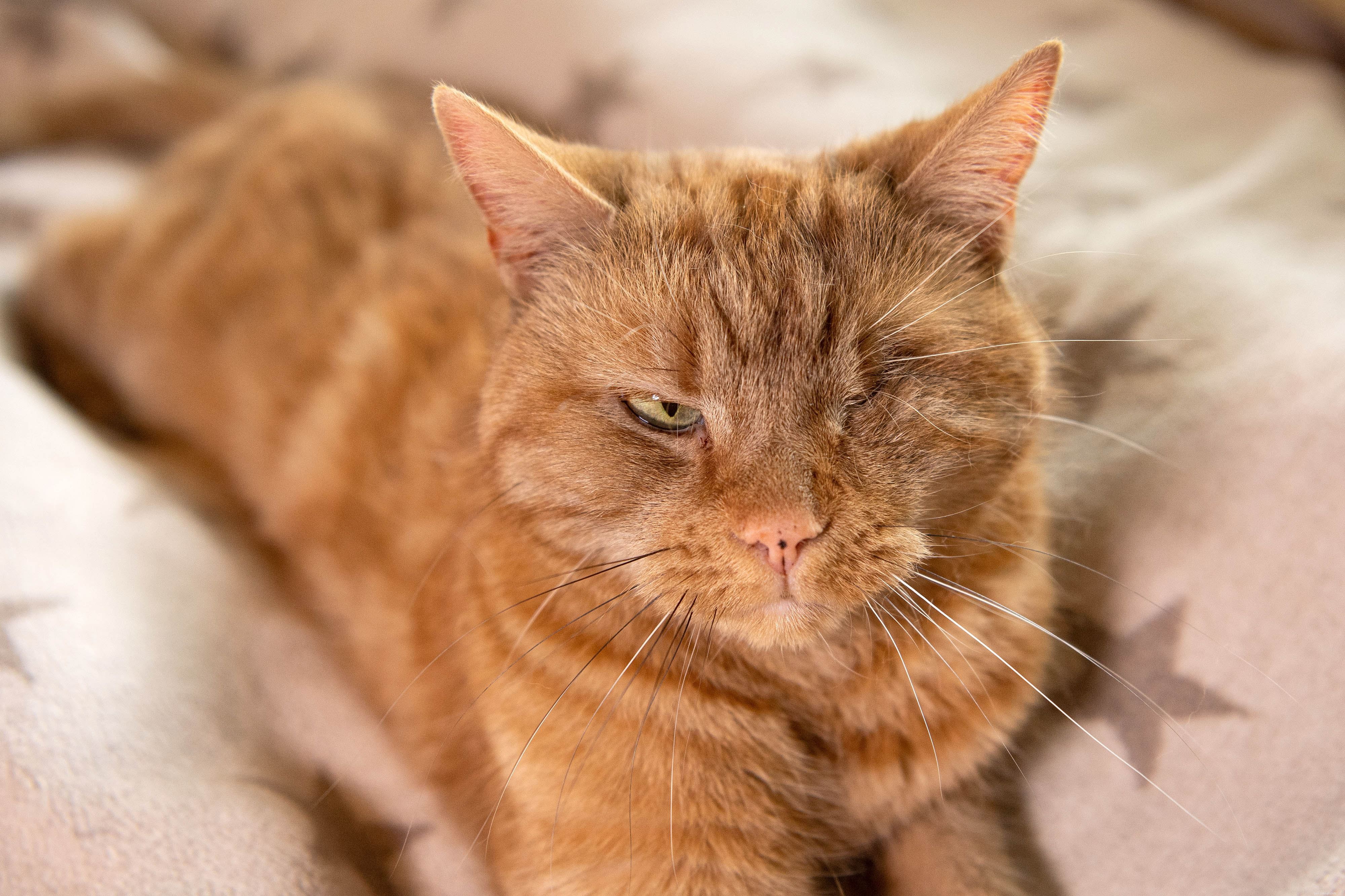 Celebrity Judges Pick Winning Cats in Heartwarming Virtual National Cat Awards 2021