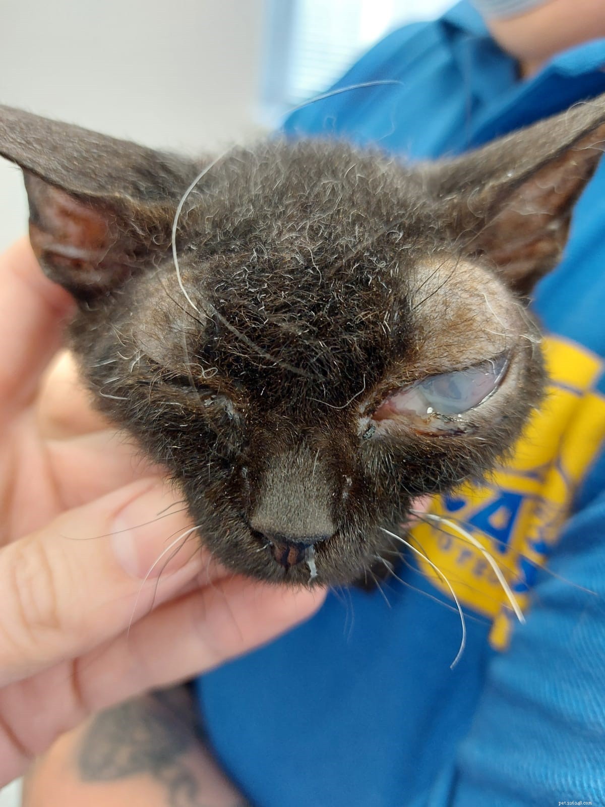 Kiki the Cornish Rex Kitten Receives Life‑Saving Eye Treatment at Bredhurst Adoption Centre