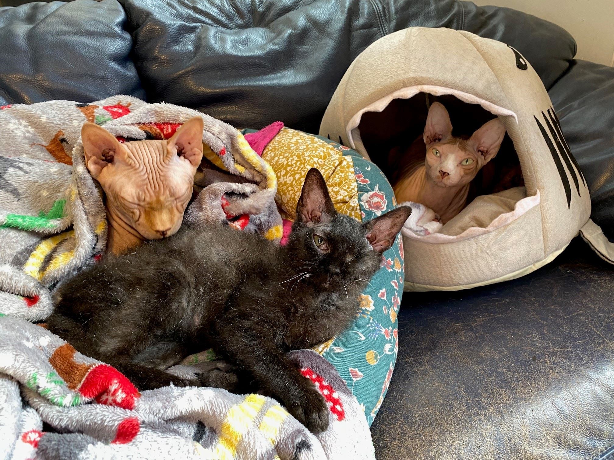 Kiki the Cornish Rex Kitten Receives Life‑Saving Eye Treatment at Bredhurst Adoption Centre